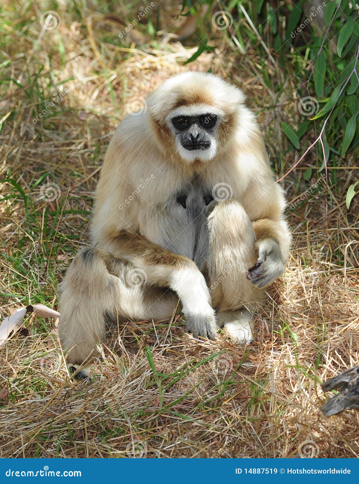 monkey, white handed or lar gibbon , thailand