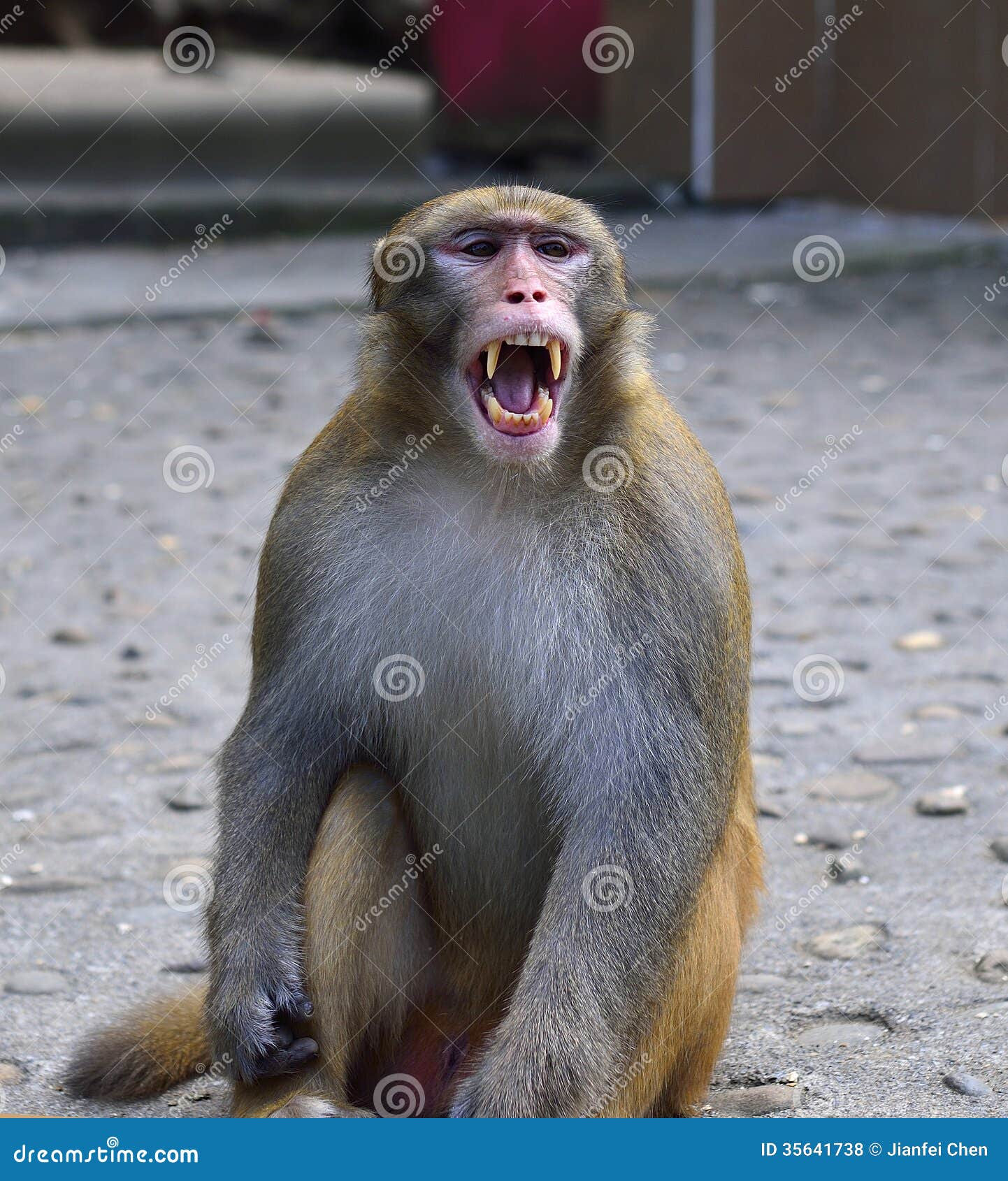 Monkey expression or meme are captured Stock Photo