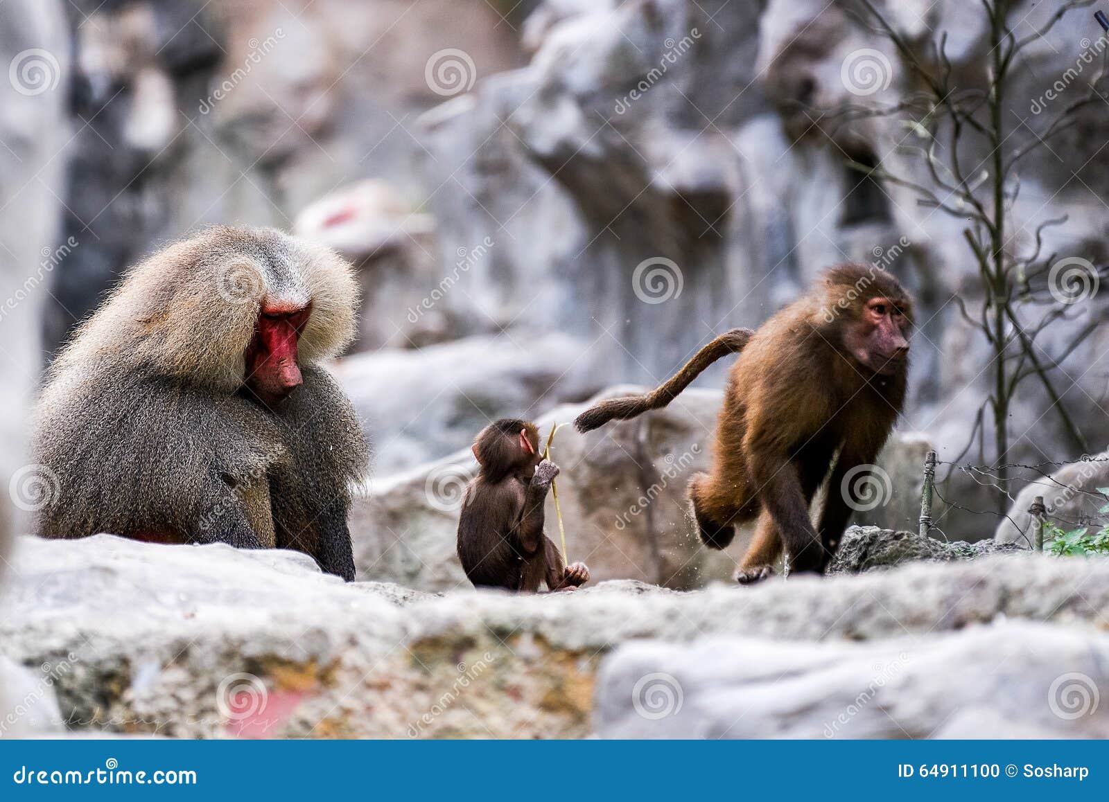 Monkey Year stock photo. Image of playful, mountains 64911100