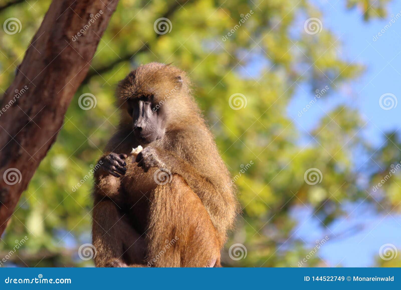 Monkey in Zoo in Augsburg in Germany Stock Image Image of park, close 144522749