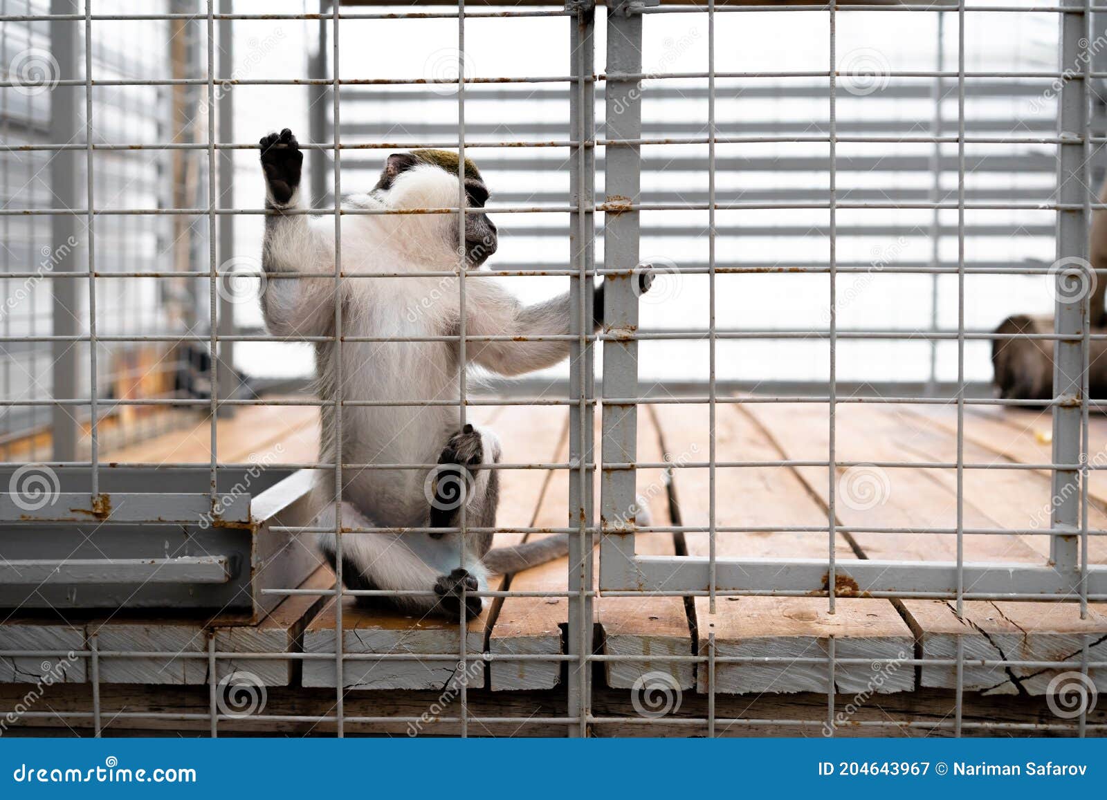 The Monkey is in the Zoo Cage Stock Image Image of wild, brown 204643967