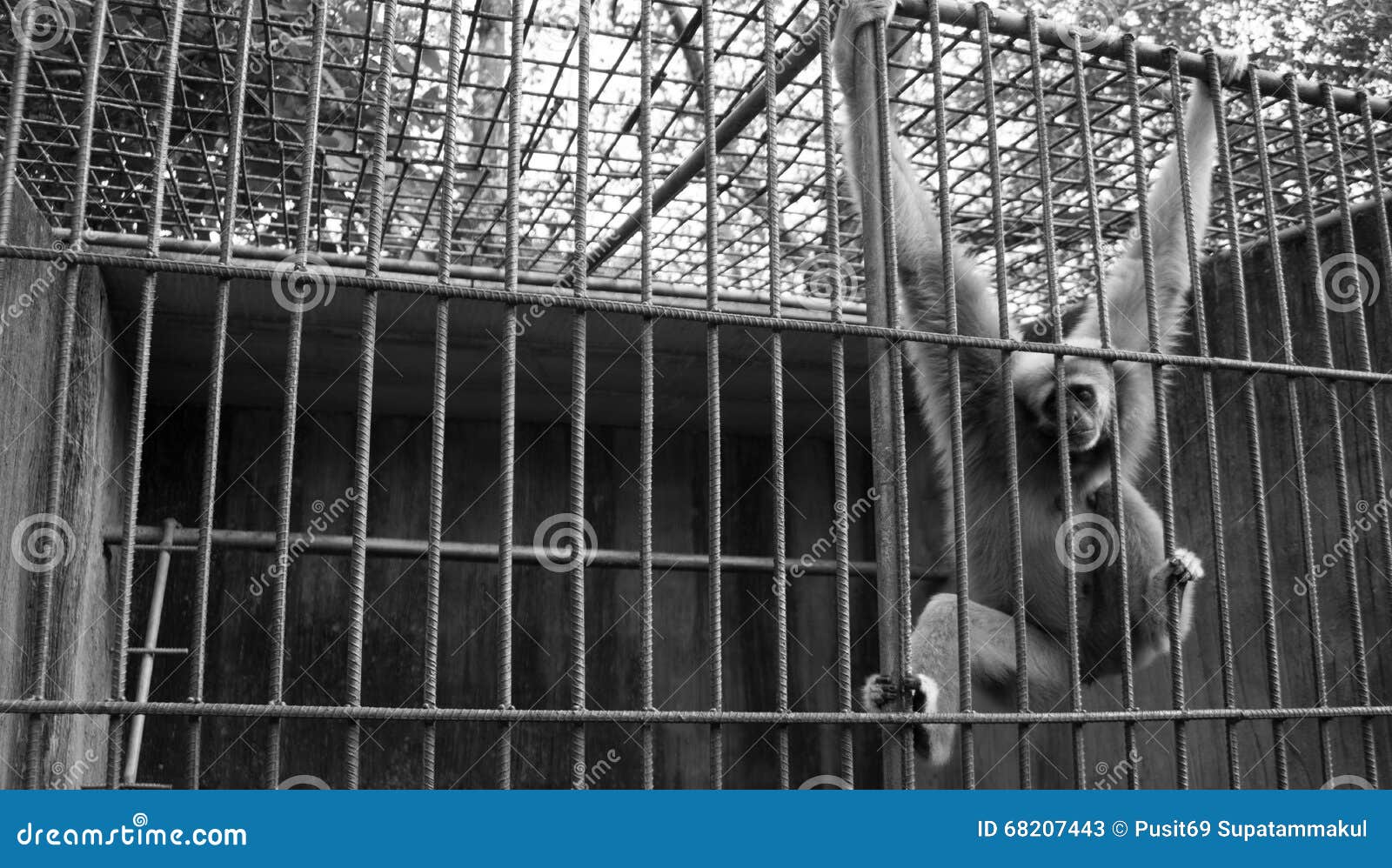 Monkey in zoo stock image. Image of cage, laboratory 68207443
