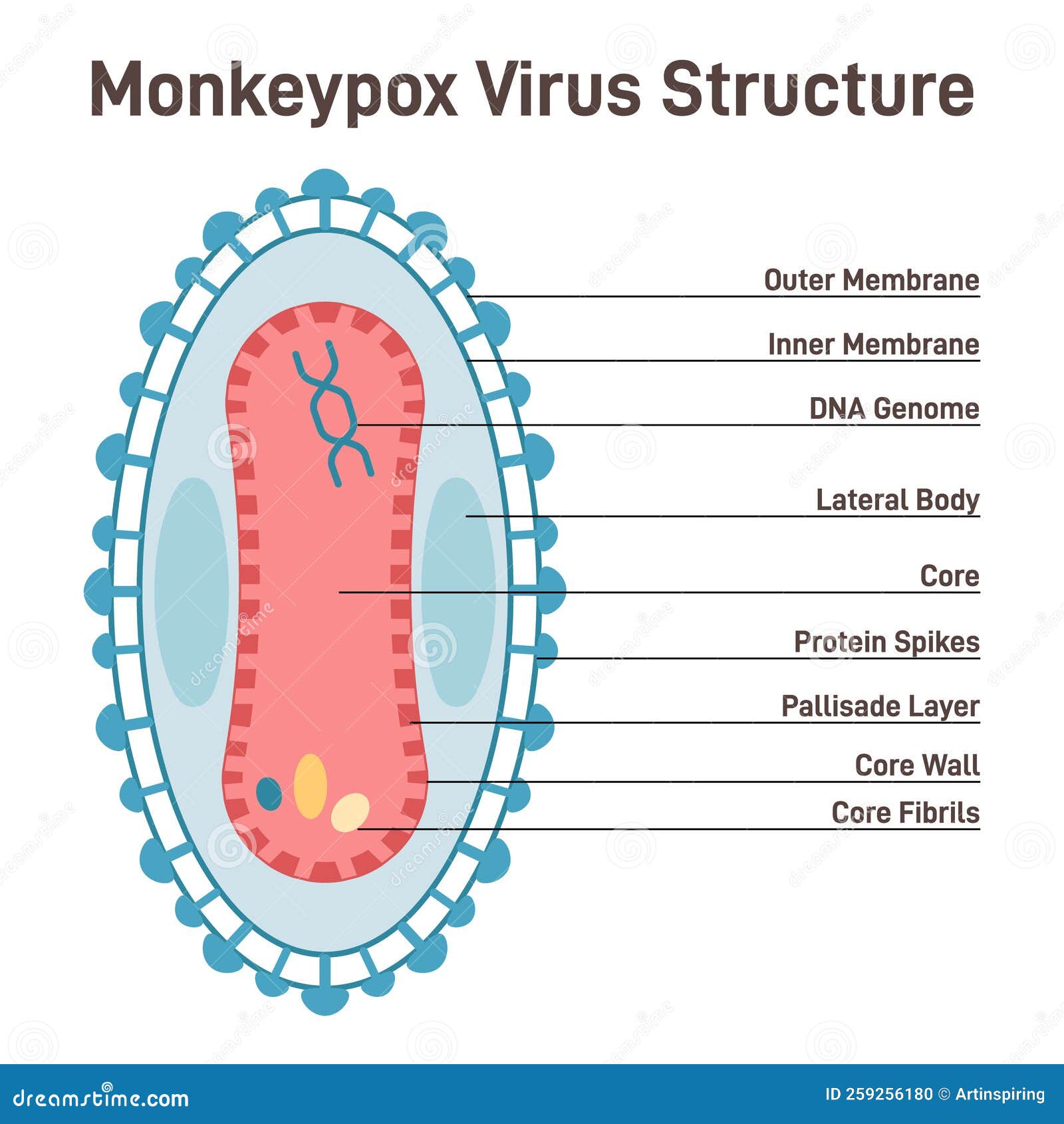 monkeypox cell structure. new pandemic disease caused by orthopoxvirus
