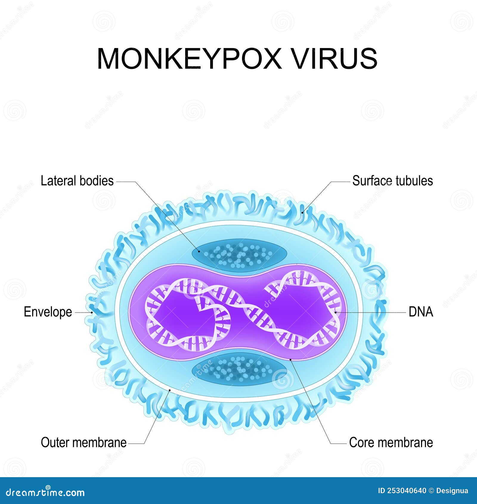 monkeypox virus. anatomy of orthopoxvirus virus. structure of virion
