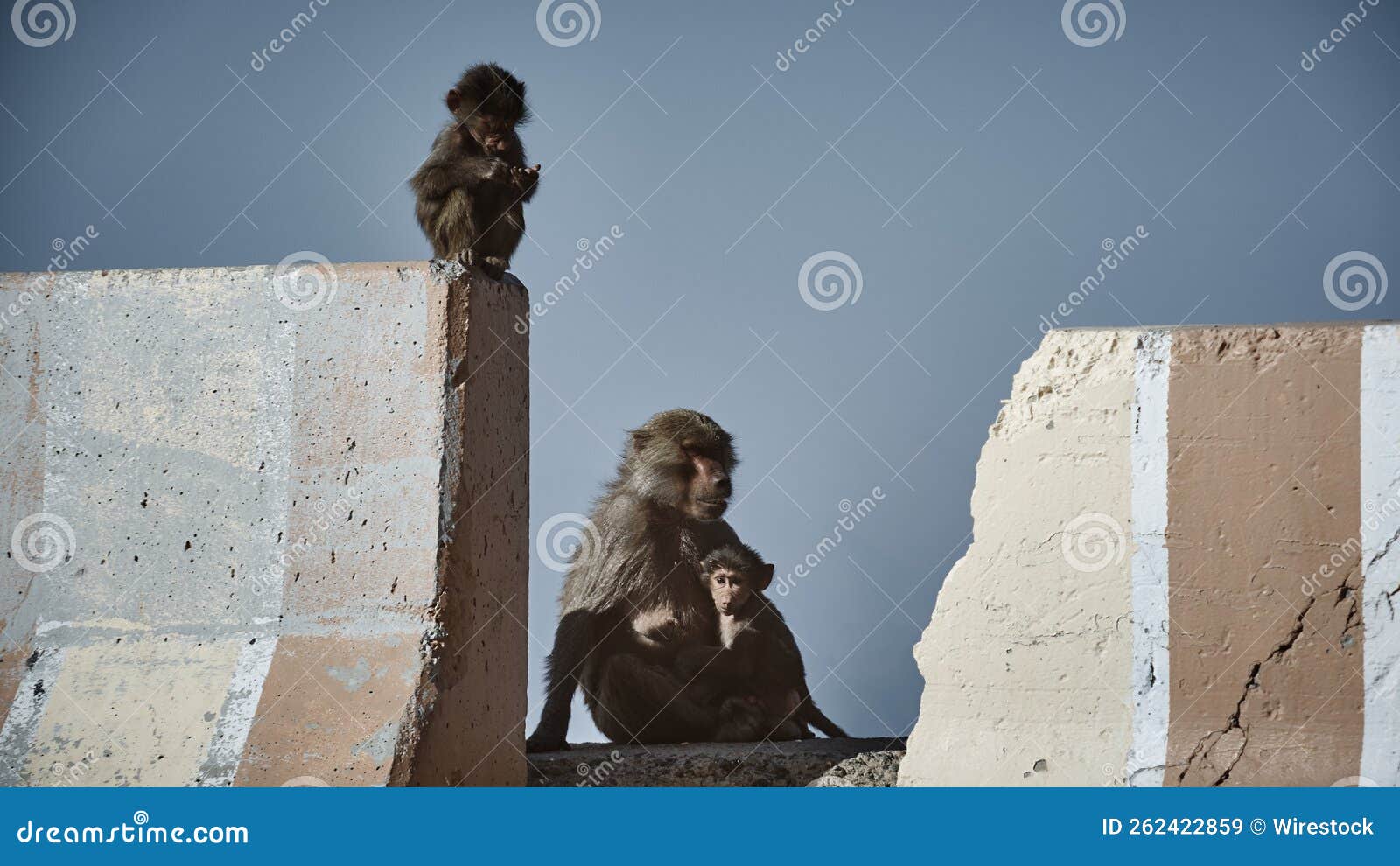 monkeys in al hada mountain, taif, saudia arabia