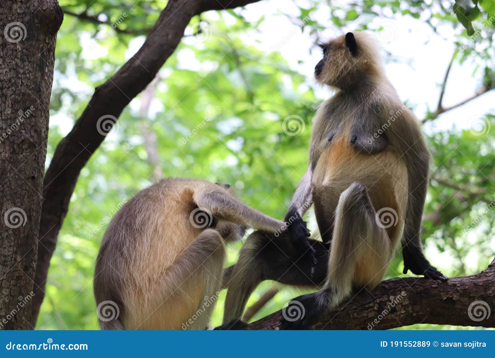 monkey mating with dog
