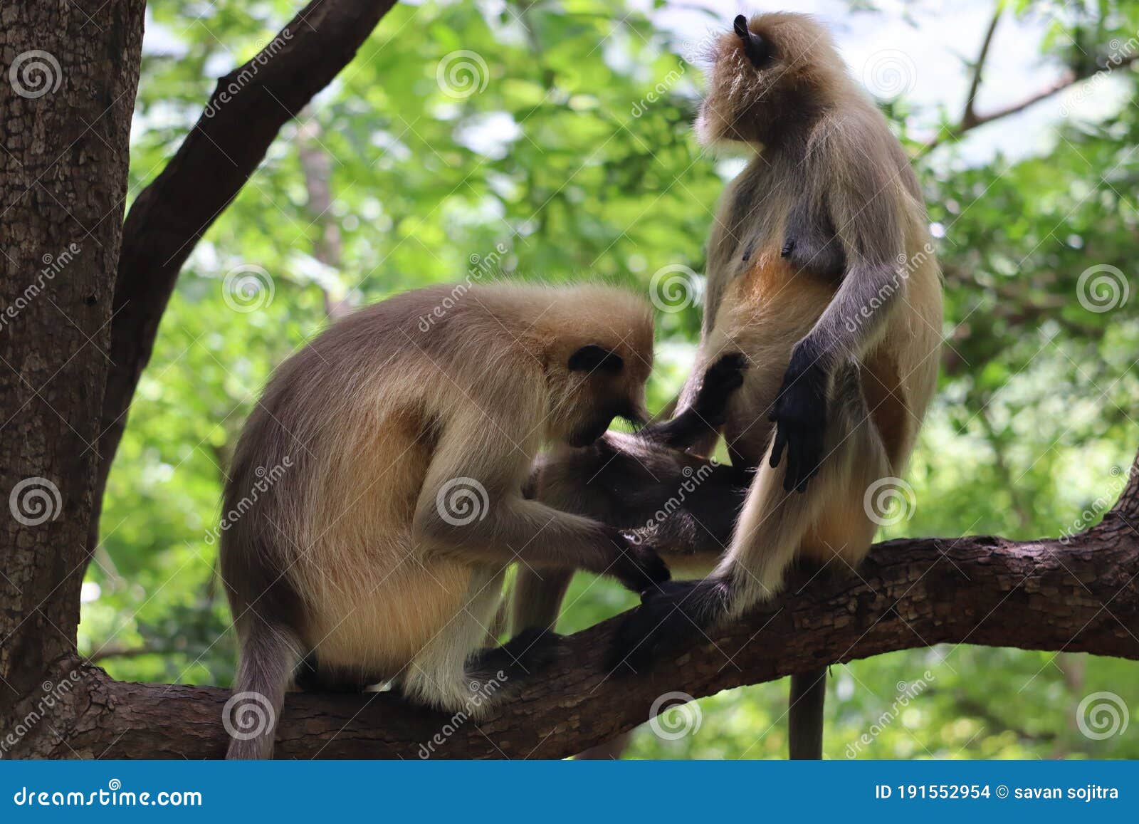 Monkeys Animal Mating Activity Background Blur. Stock Photo - Image of  blur, chimpanzee: 191552954