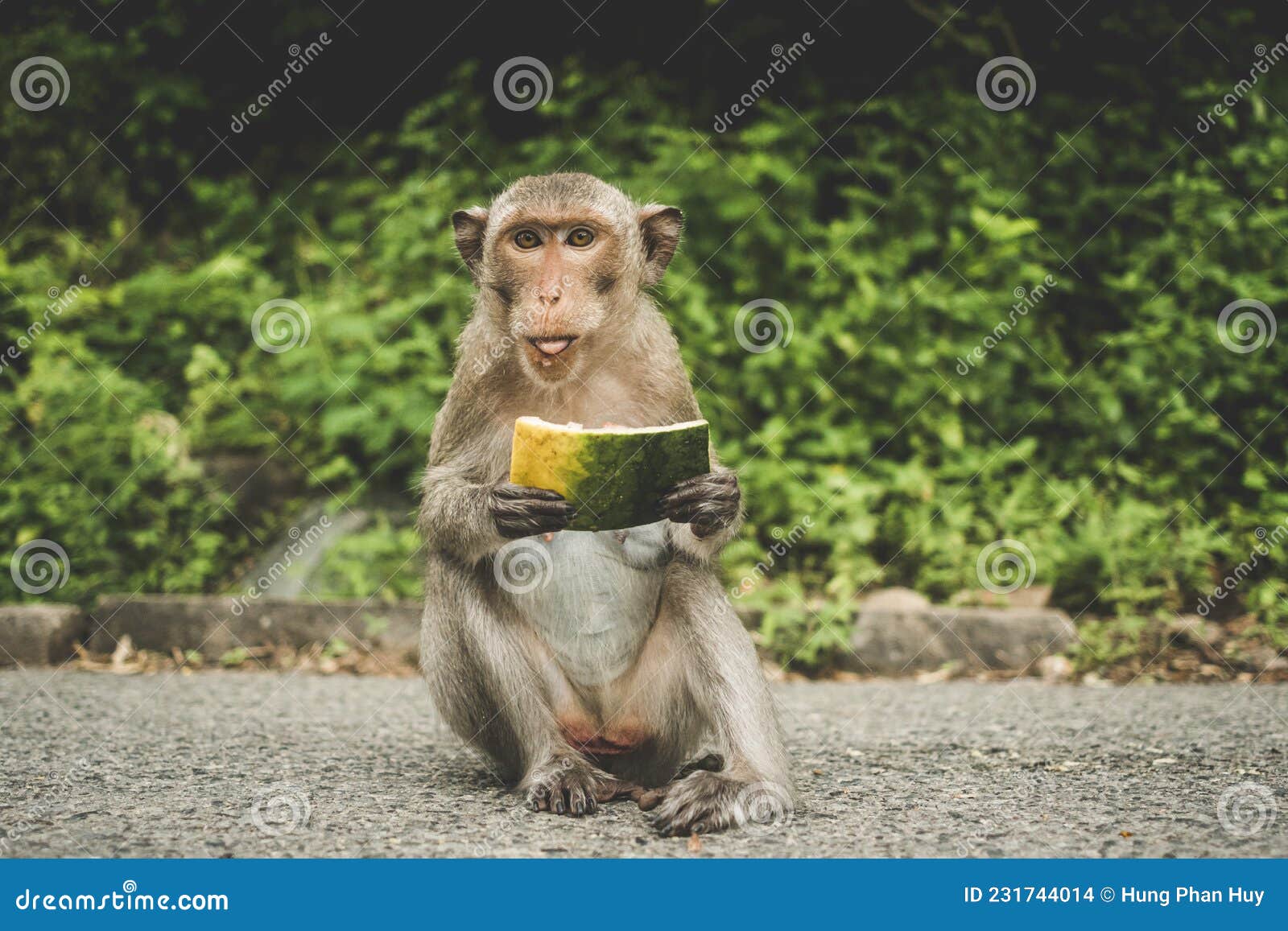 monkeys on the big mountain, vung tau city, vietnam