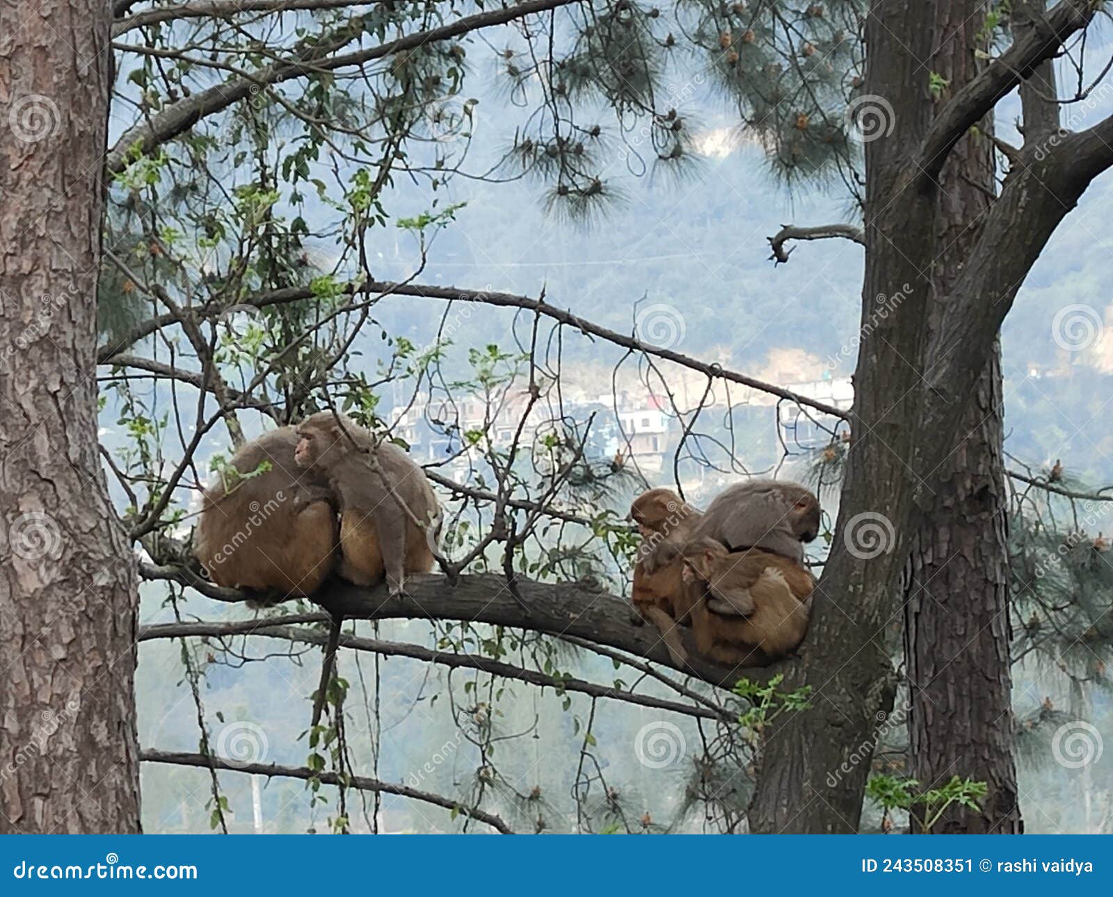 monkeys cuddled up on a tress