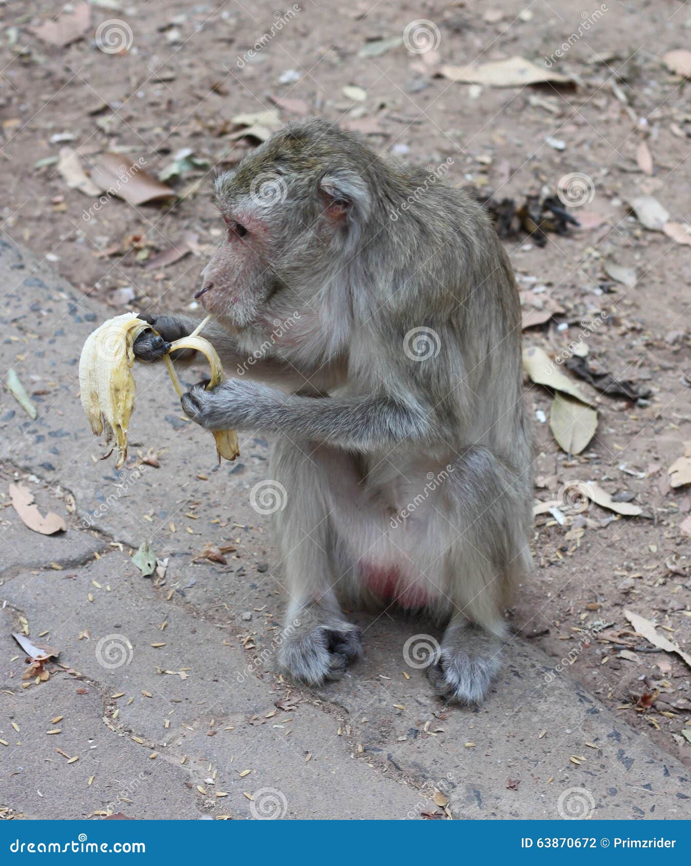 Monkeys eat bananas stock photo. Image of furry, fight 63870672