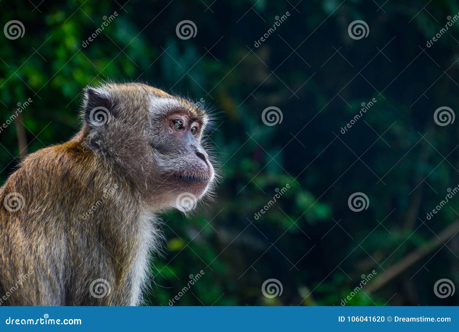 monkeys in kuala lumpur, malasia