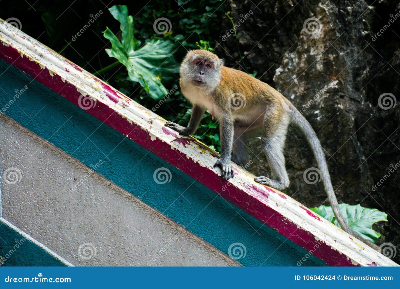 monkeys in kuala lumpur, malasia