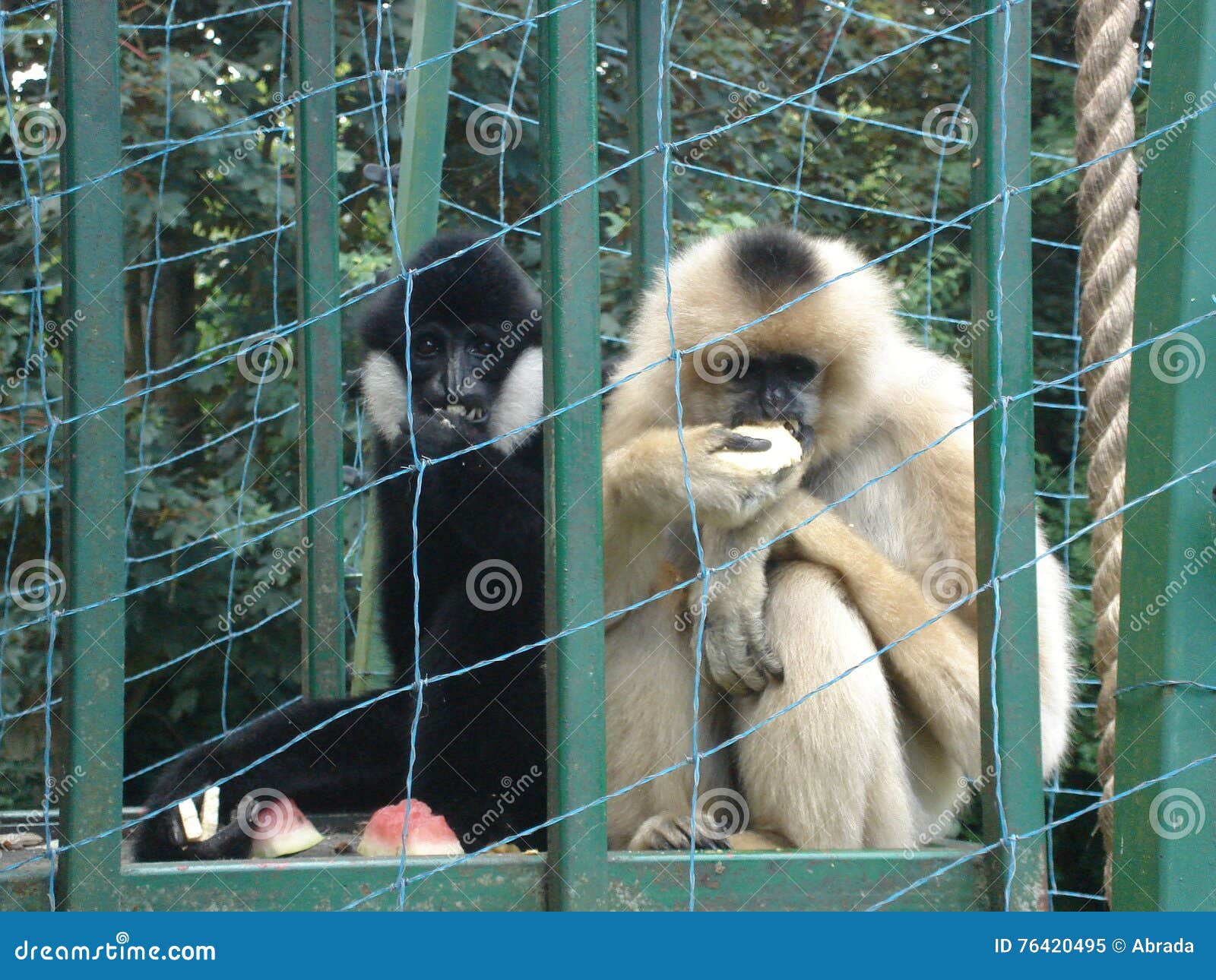 Monkeys Gibbons stock image. Image of animal, monkey 76420495