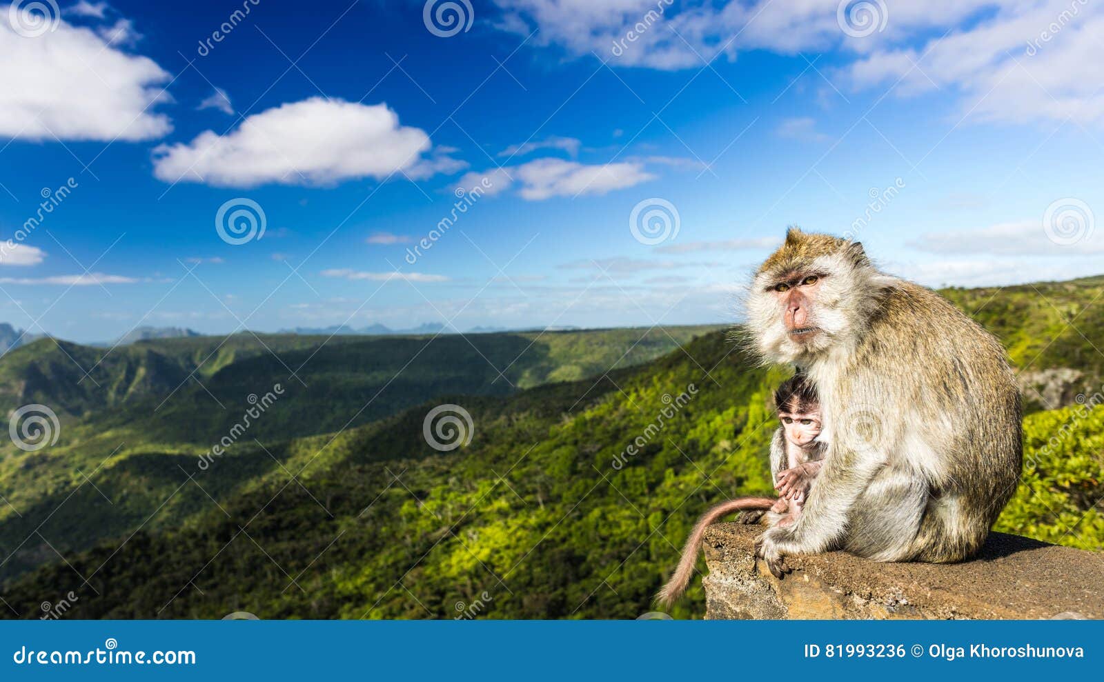 monkeys at the gorges viewpoint. mauritius. panorama