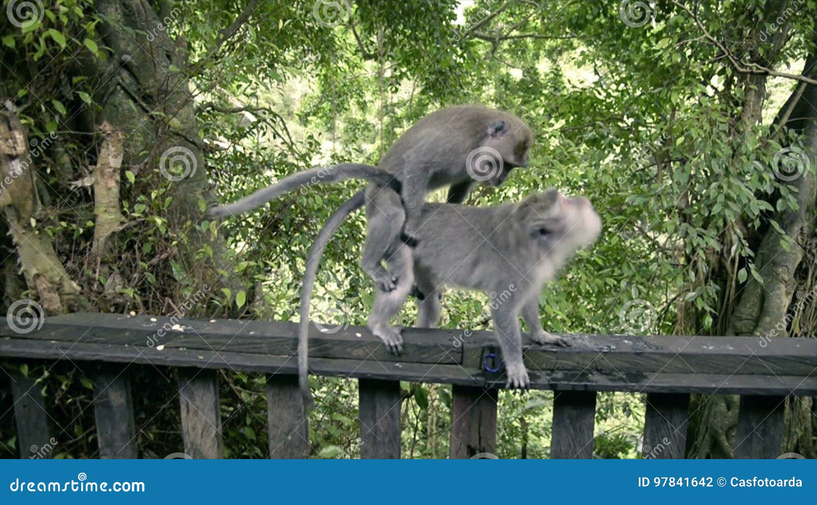 Monkeys are having sex stock footage