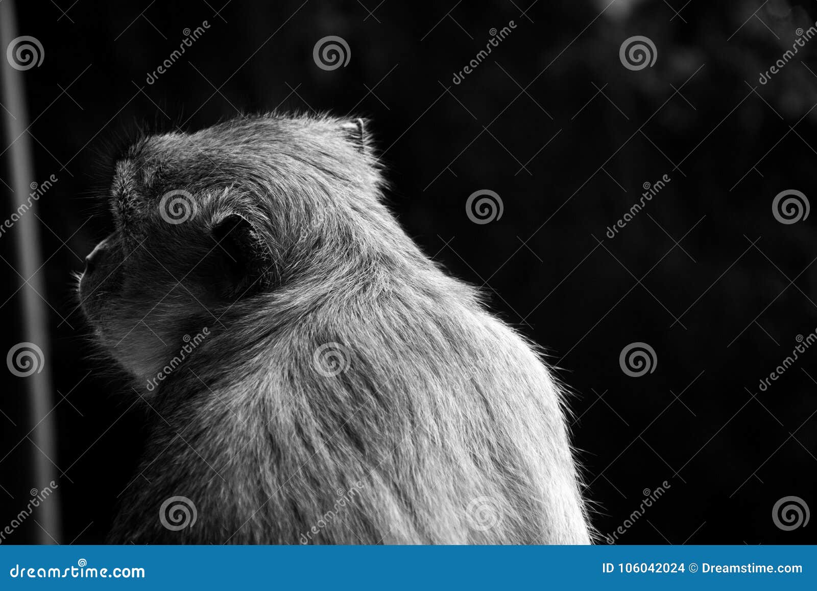 monkeys in kuala lumpur, malasia