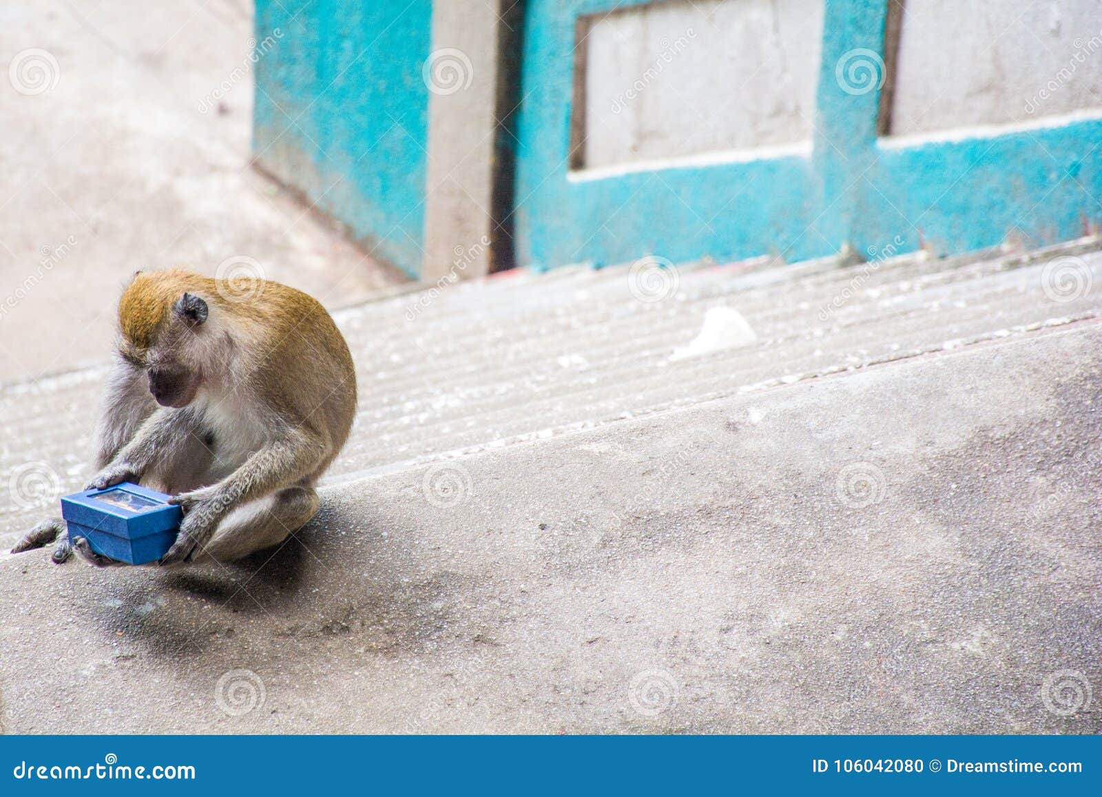 monkeys in kuala lumpur, malasia