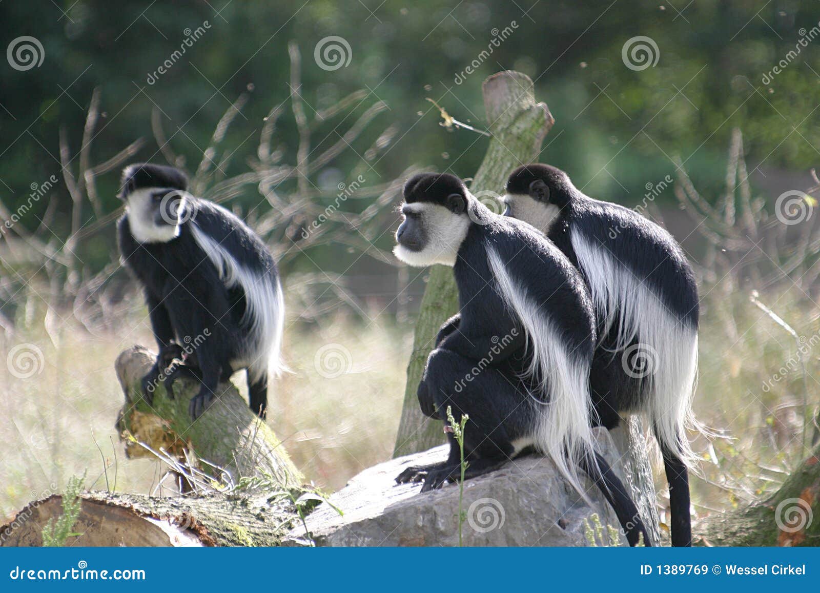 monkeys, named colobus guereza