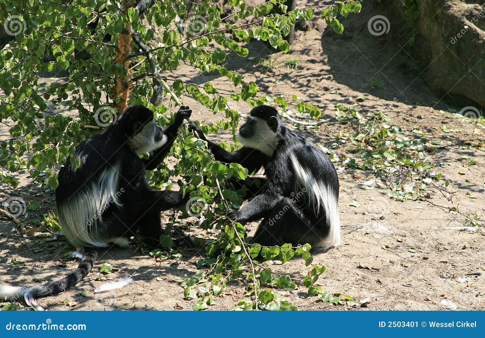 monkeys, named colobus guereza