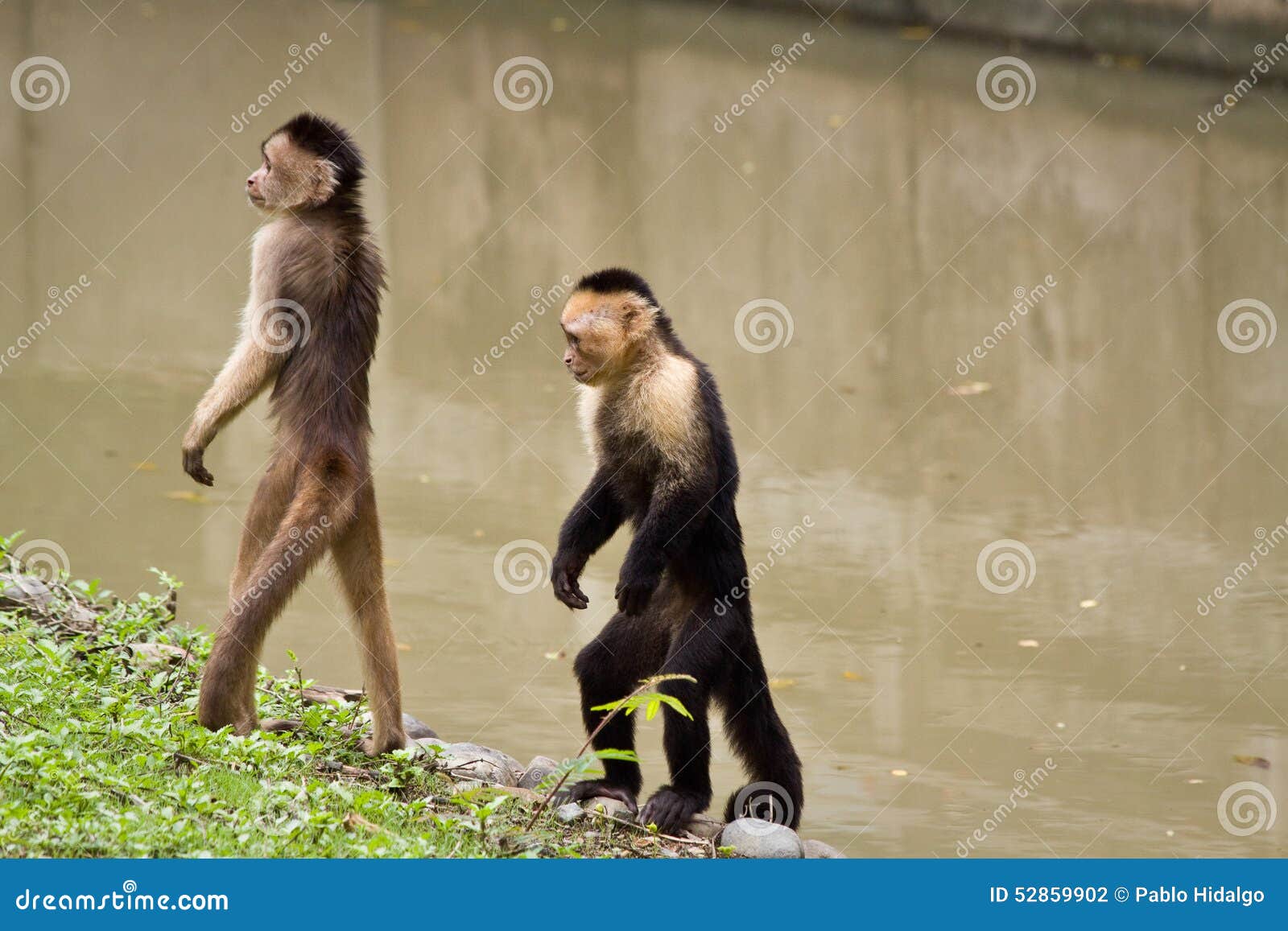 monkeys in parque historico, cultural and