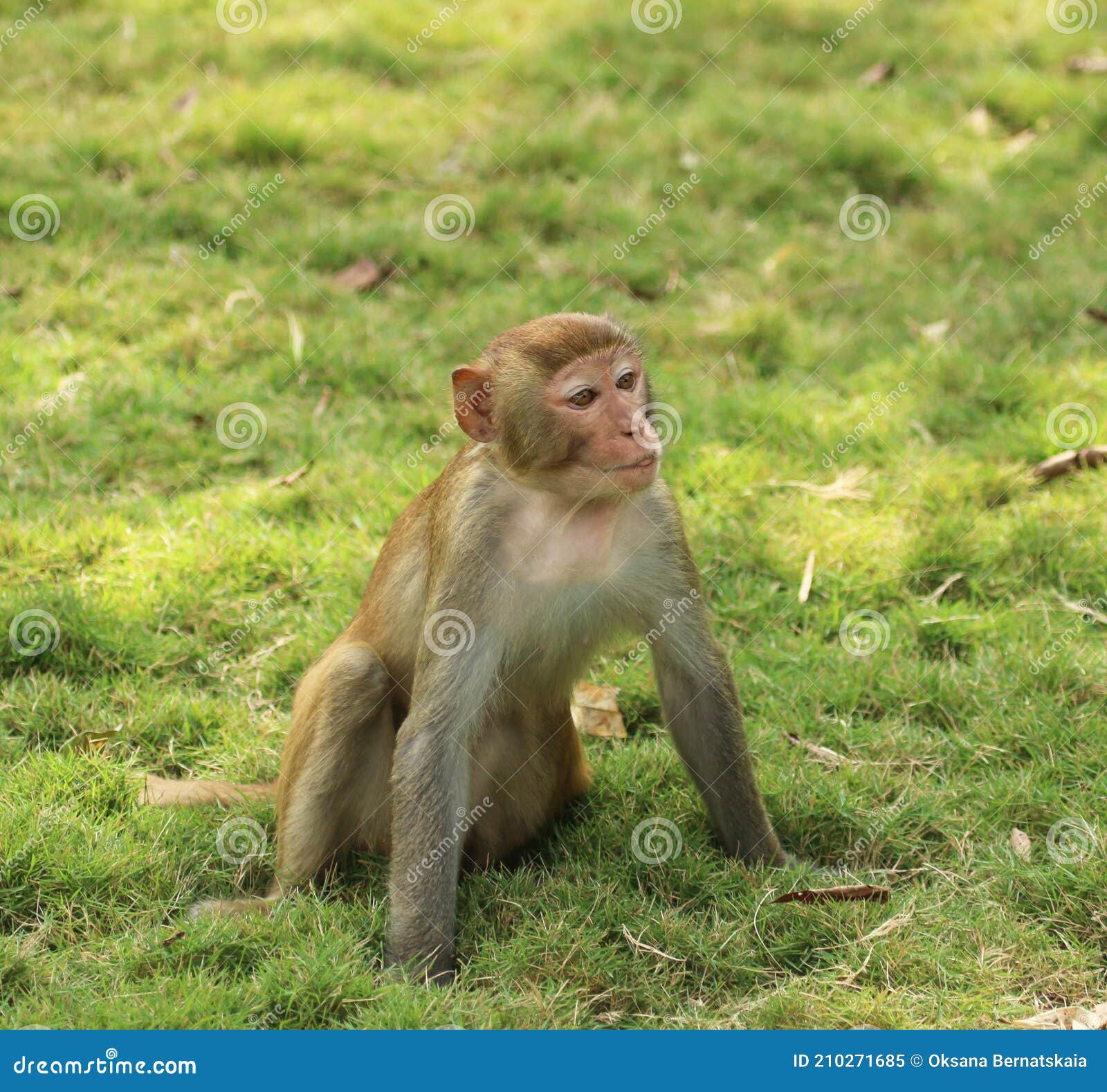 Monkeys Play on Green Grass Stock Image Image of monkey, grass 210271685