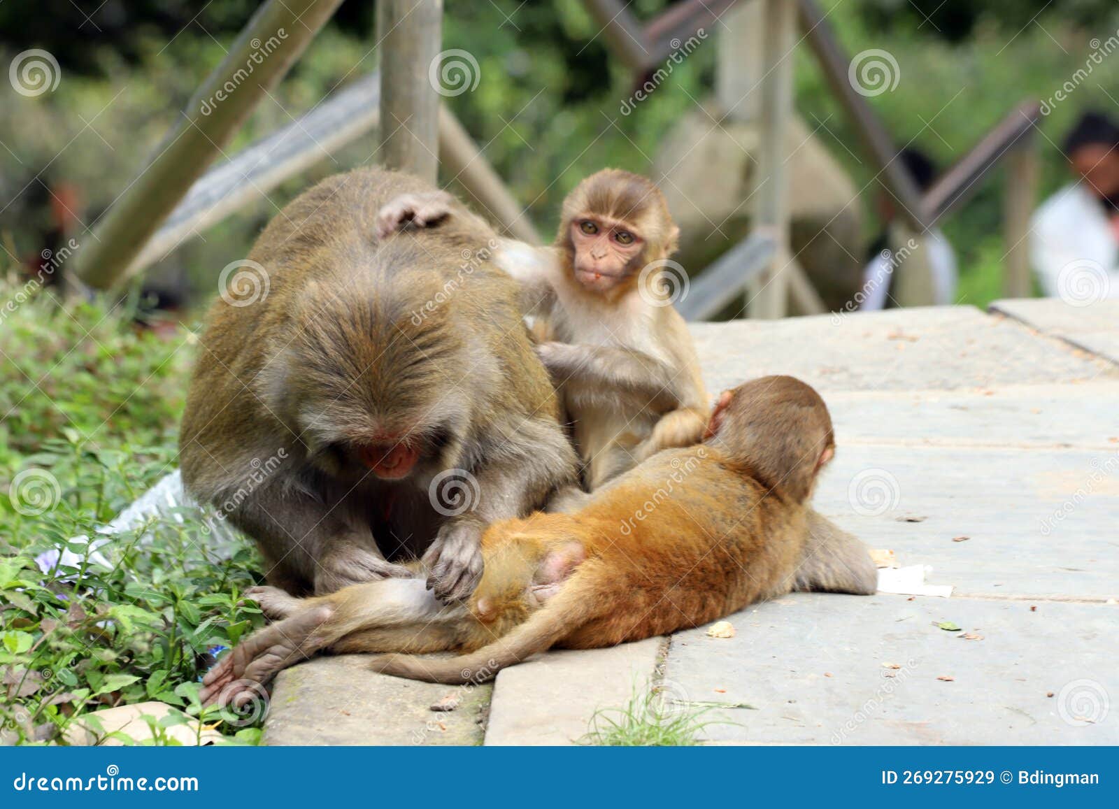 monkeys of swayambhunath temple - kathmandu, nepal