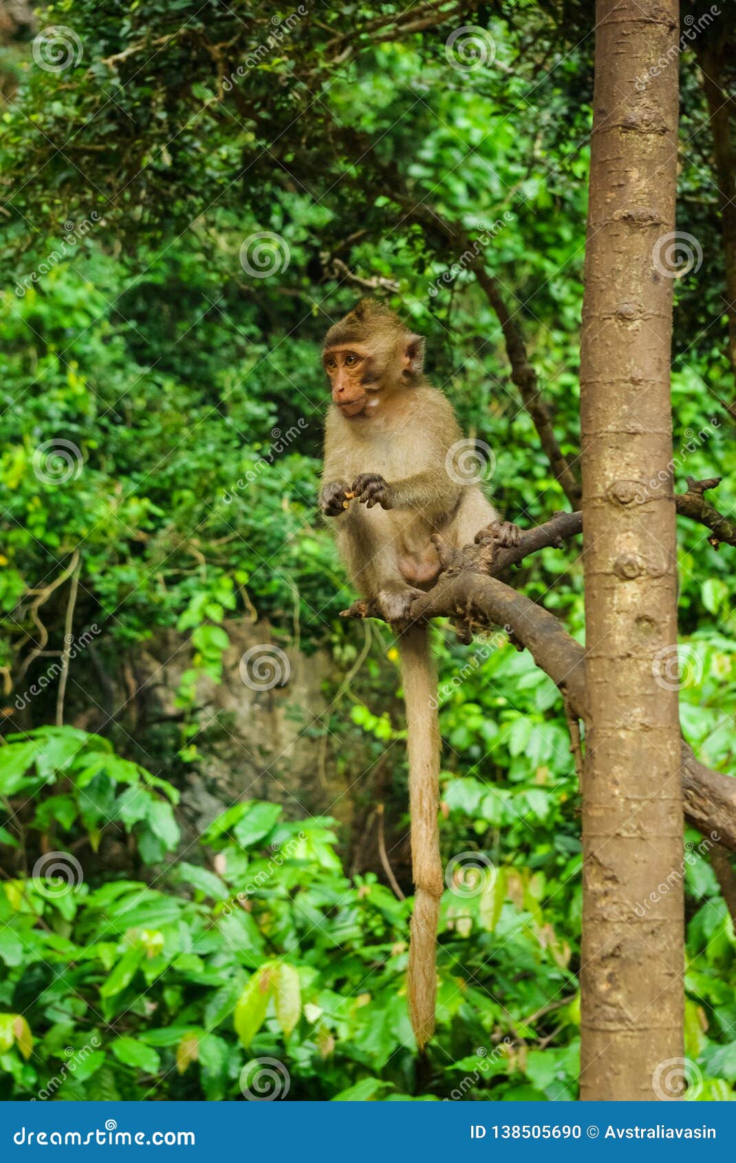Monkeys in Thailand stock photo. Image of monkey, feeding 138505690