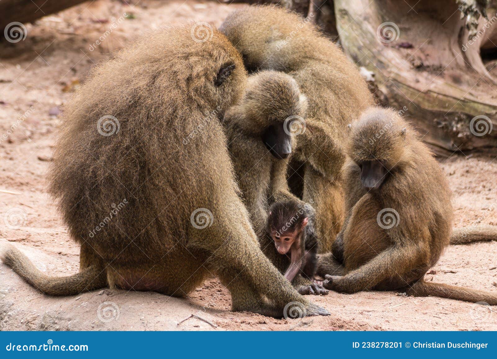 Monkeys in the zoo stock image. Image of icon, hear 238278201