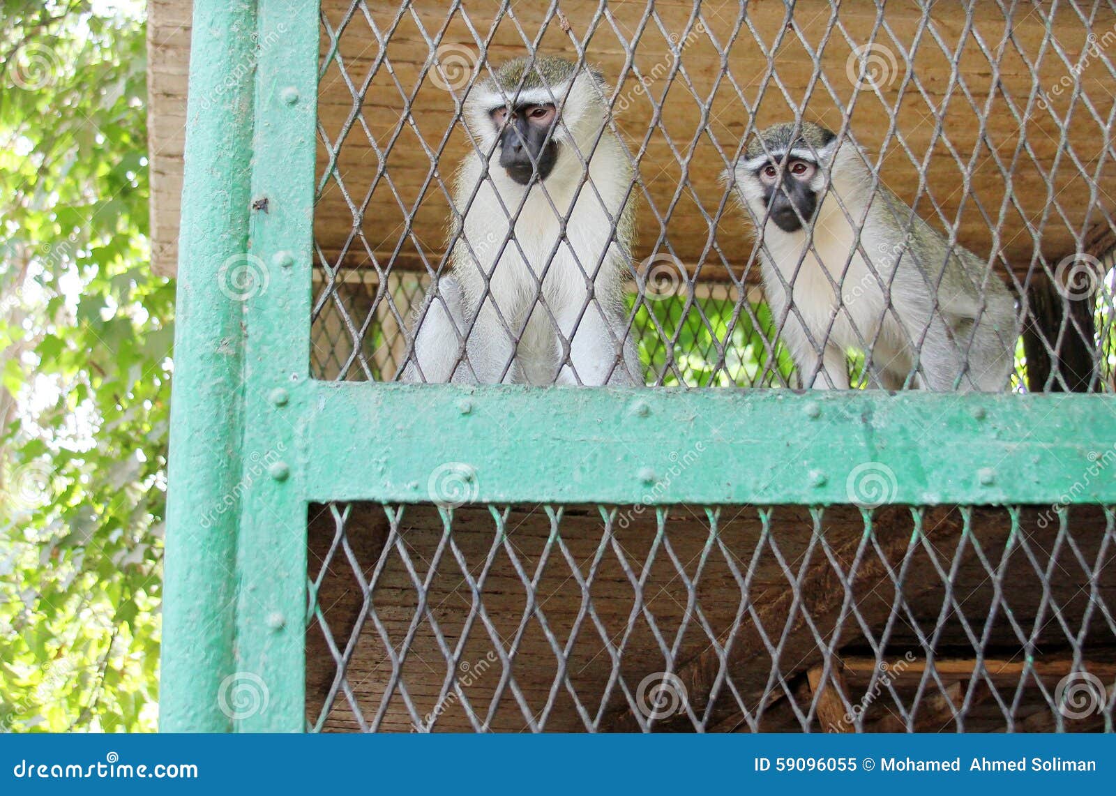 Monkeys stock image. Image of primate, brown, house, prison 59096055
