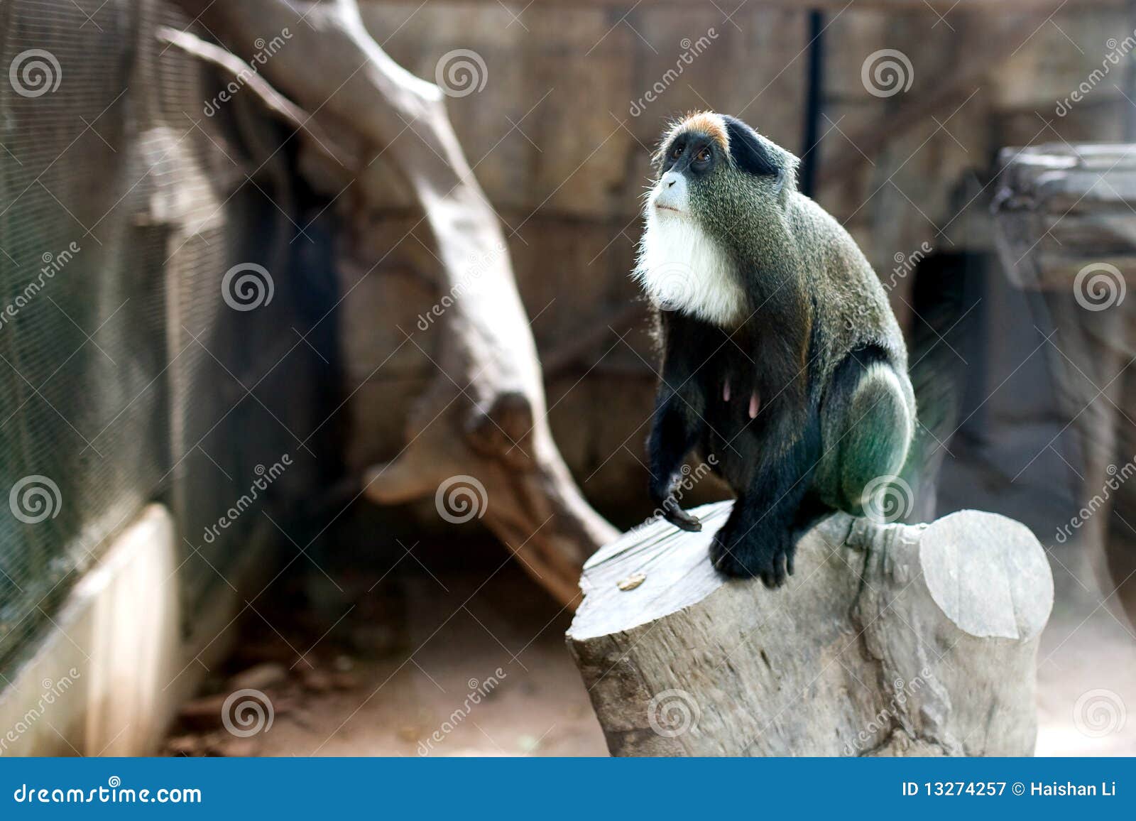 Fotos del mono en el parque zoológico
