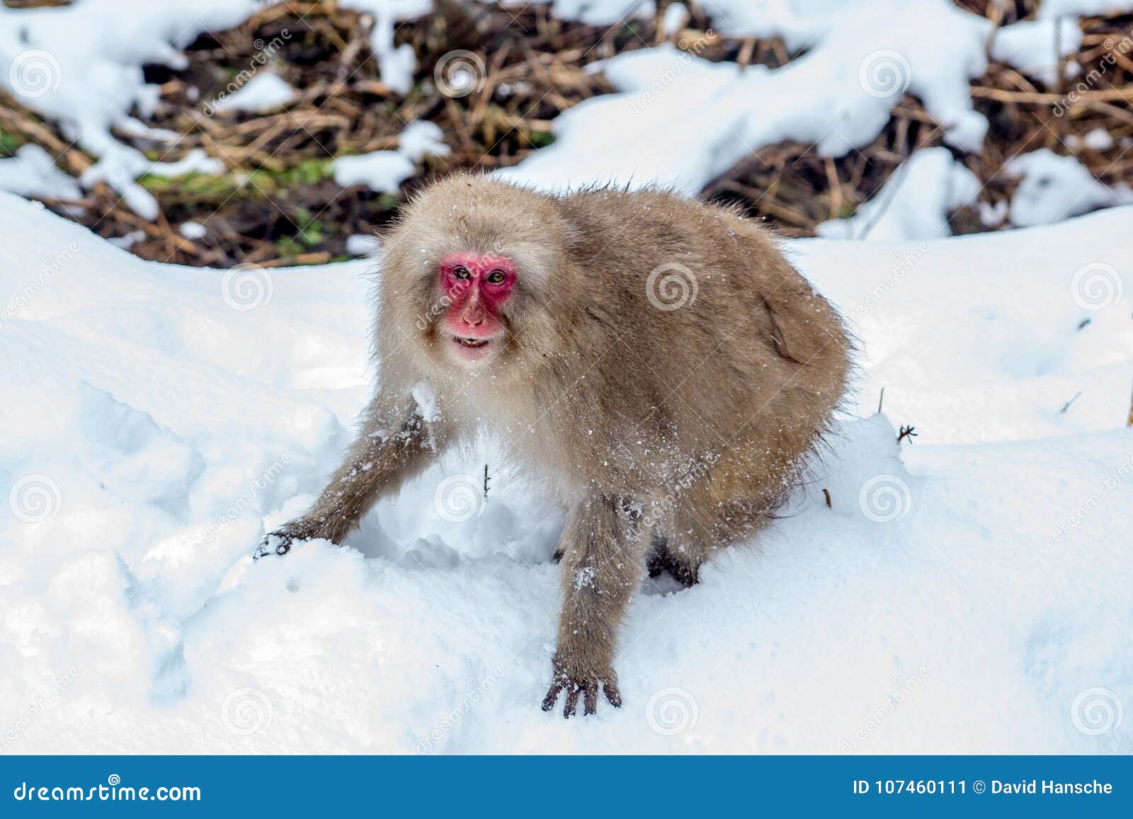 oración Informar Perceptivo Mono Adulto Enojado De La Nieve Después De Una Lucha Imagen de archivo -  Imagen de macacos, retrato: 107460111
