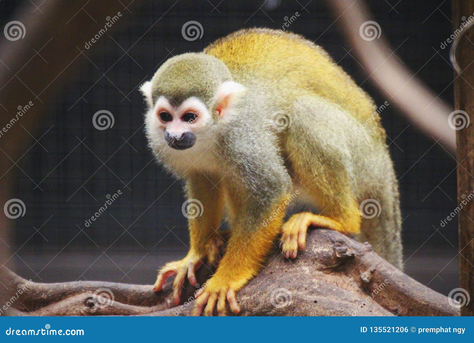 Mono amarillo foto de archivo. Imagen de amarillo, - 135521206