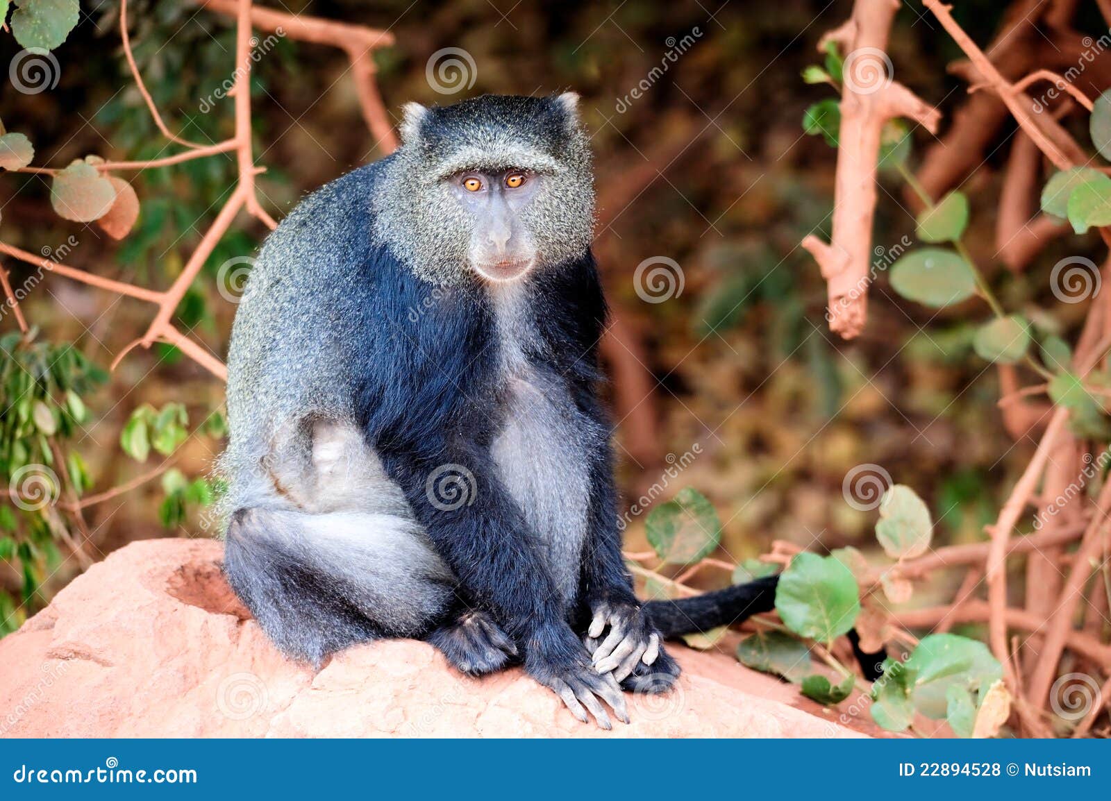 Mono azul foto de archivo. Imagen de criatura, pelo, hierba - 22894528