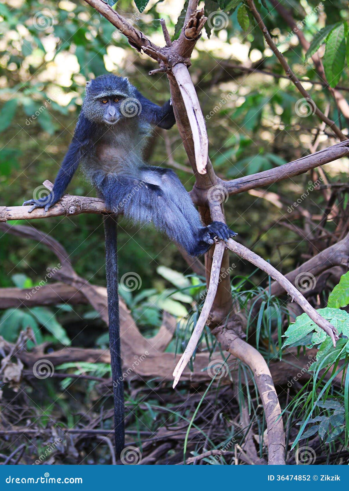 Mono azul foto de archivo. Imagen de naturalizado, animal - 36474852