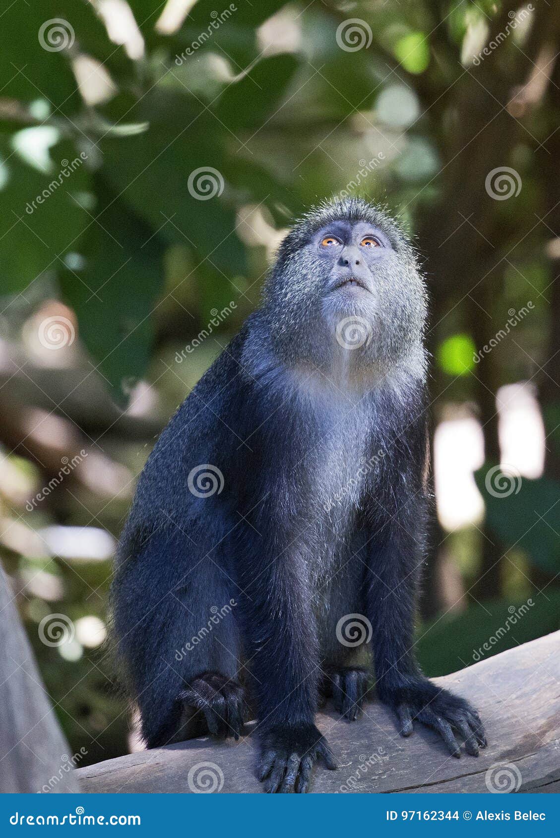 Mono Azul Salvaje, El Parque Nacional Del Lago Manyara, Tanzania, África  Fotos, retratos, imágenes y fotografía de archivo libres de derecho. Image  24898235
