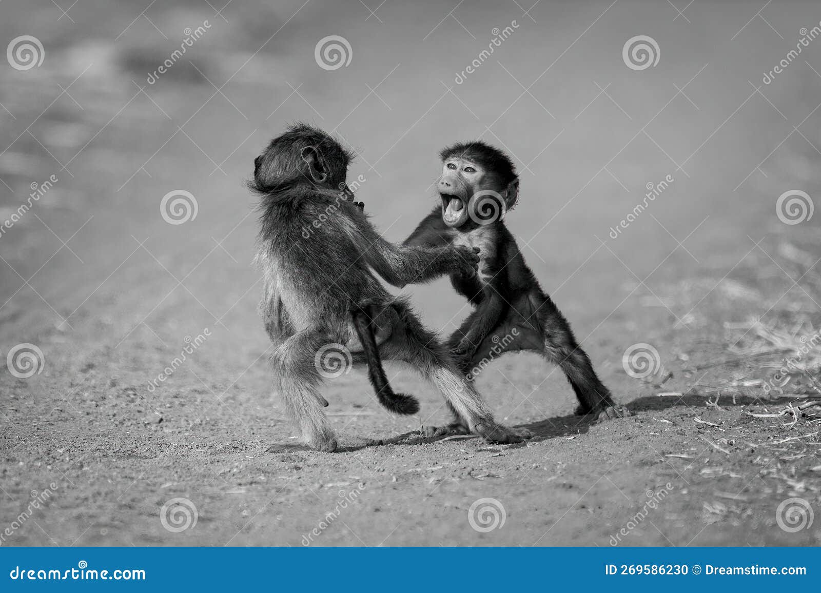 mono baby chacma baboons play on track
