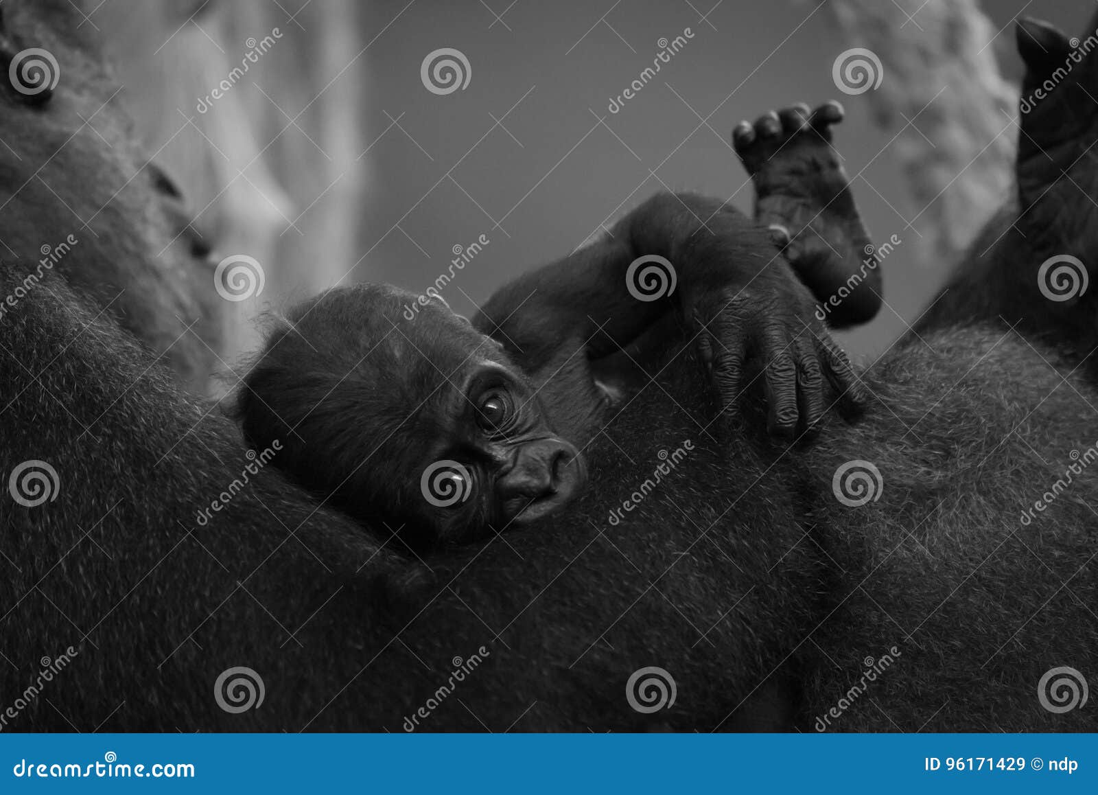 mono baby gorilla being held by mother