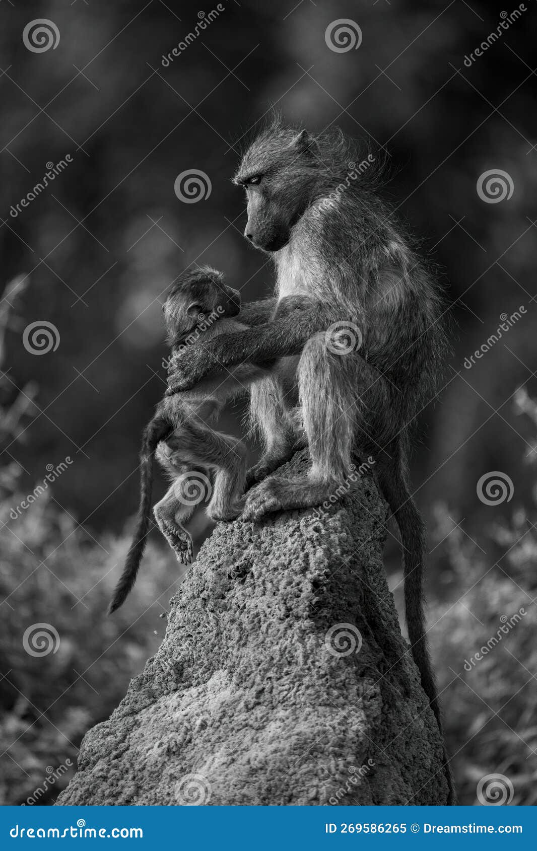 mono chacma baboon joins mother on mound
