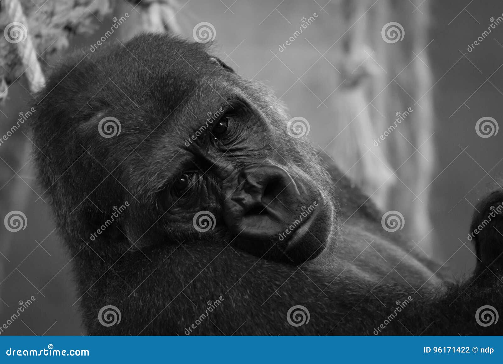 mono close-up of gorilla head in hammock