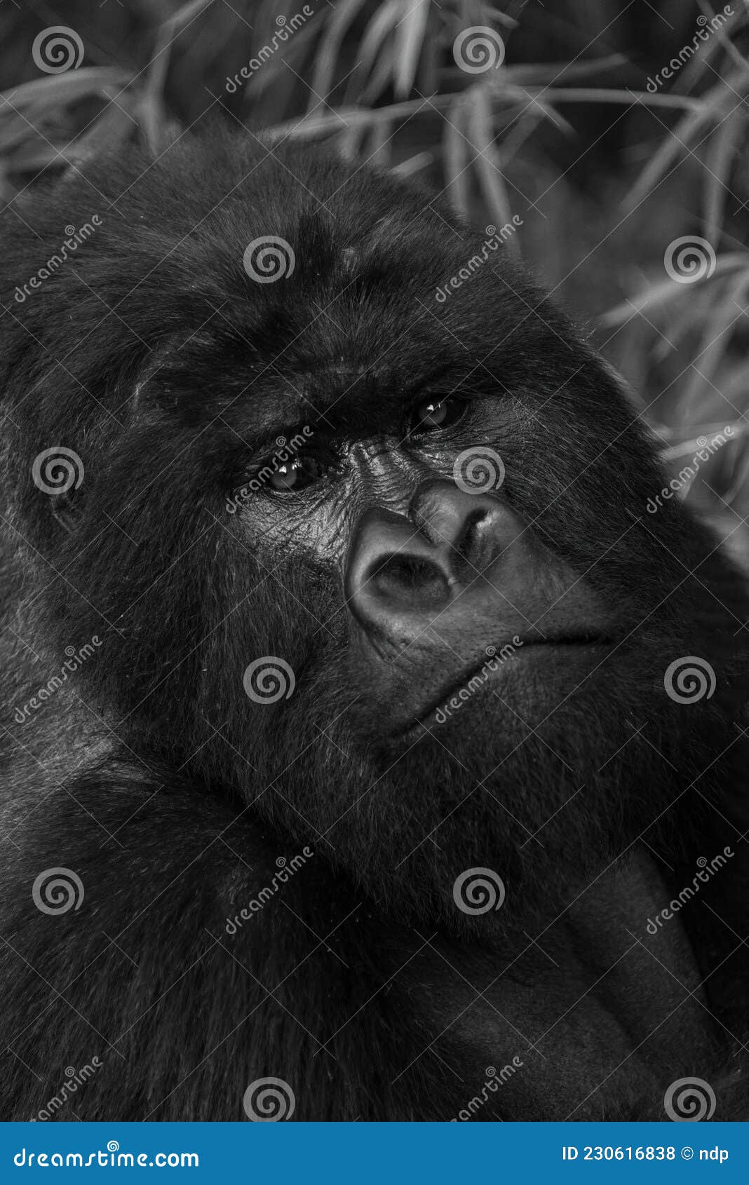 mono close-up of silverback gorilla eyeing camera
