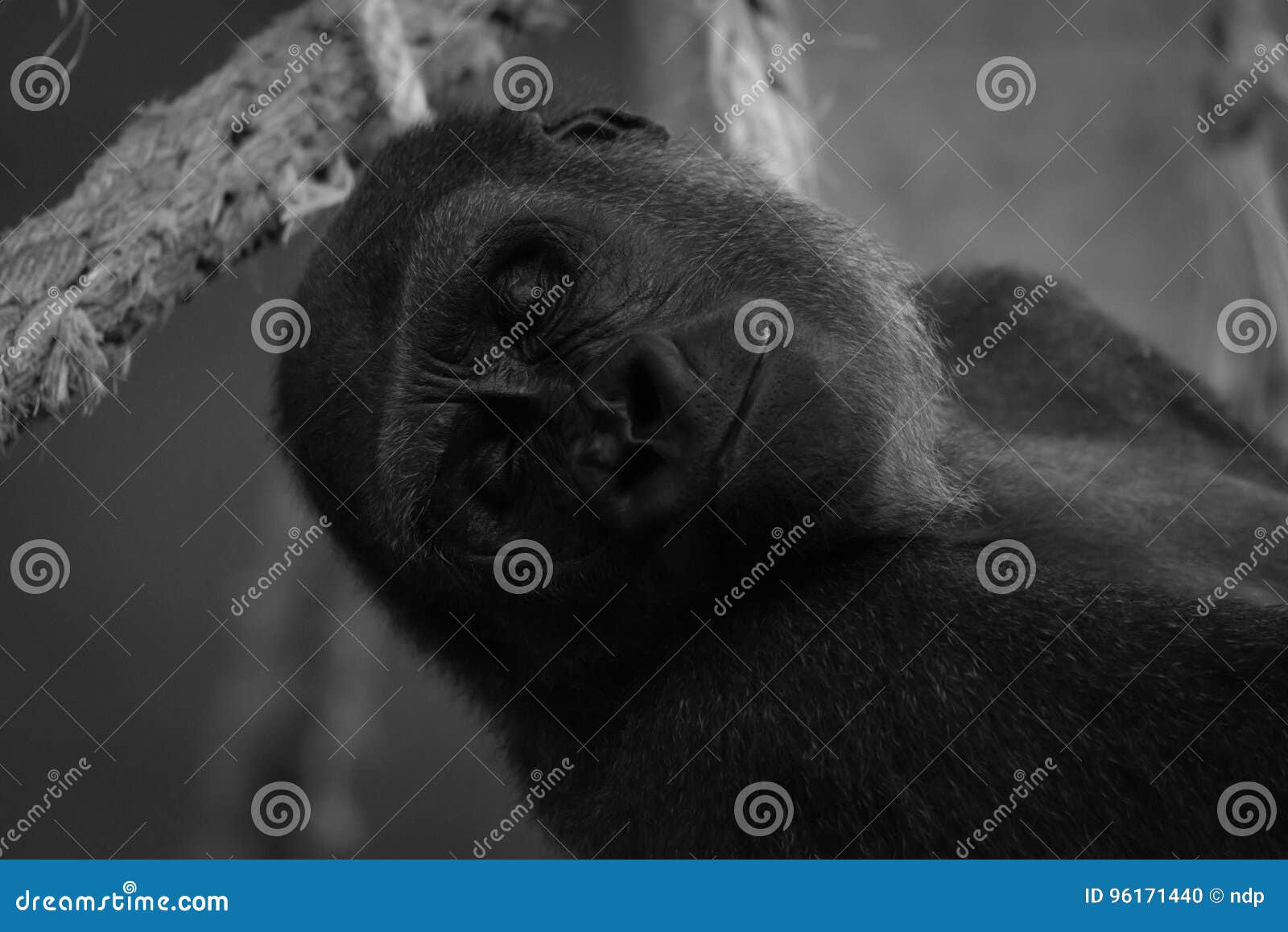 mono close-up of sleeping gorilla in hammock