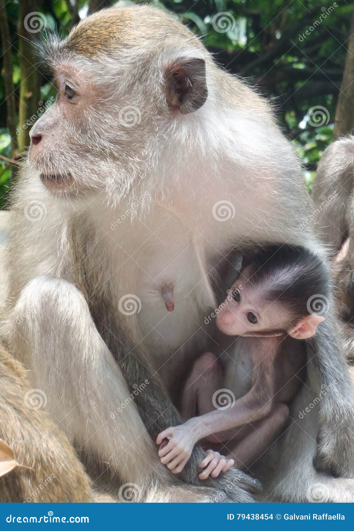 Descargar Disfrutadel Encanto De Este Adorable Y Lindo Mono. |  Wallpapers.com, image size:1128x1690