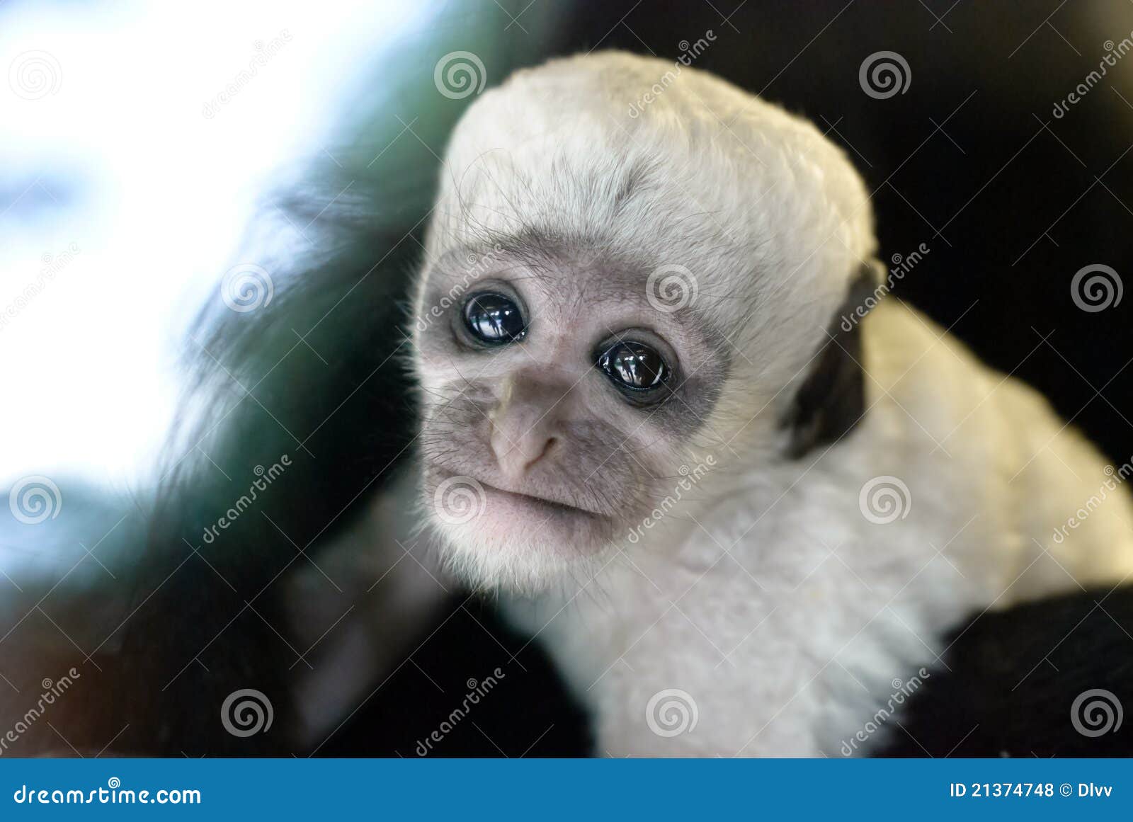 Mono De Colobus Blanco Y Negro Del Bebé Lindo Foto de archivo - Imagen de  habitat, animal: 21374748