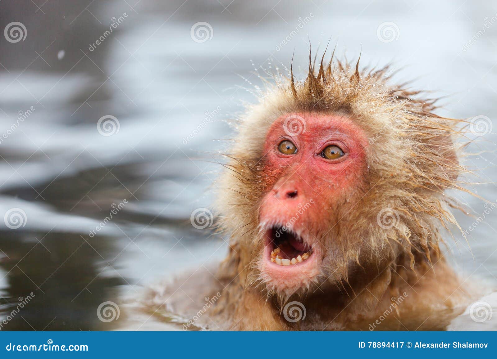 Mono De La Nieve El Macaque Japonés, También Conocido Como El Mono De La  Nieve Imagen de archivo - Imagen de animales, japonés: 111989025