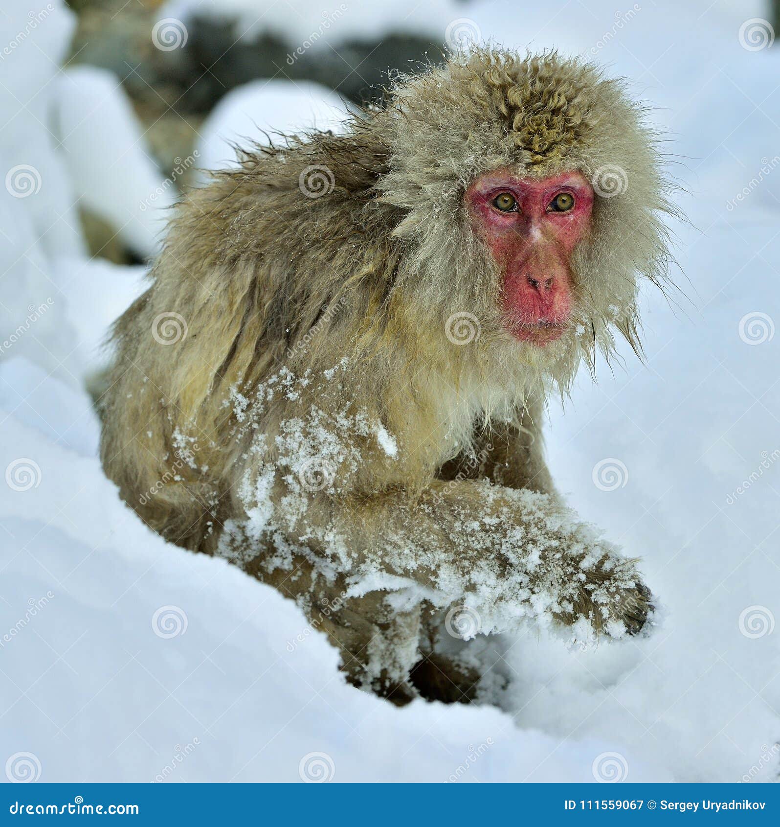 Mono De La Nieve En Nieve Estación Del Invierno Imagen de archivo - Imagen  de blanco, habitat: 111559067