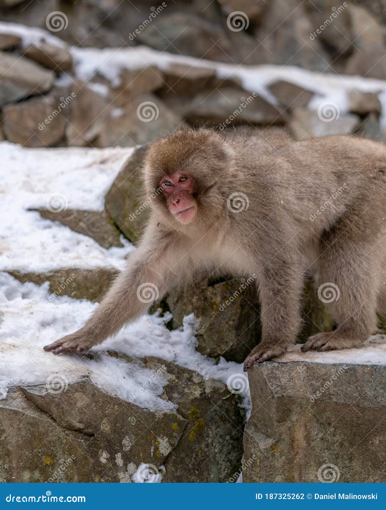 Mono de nieve foto de archivo. Imagen de madre, animales - 187325262