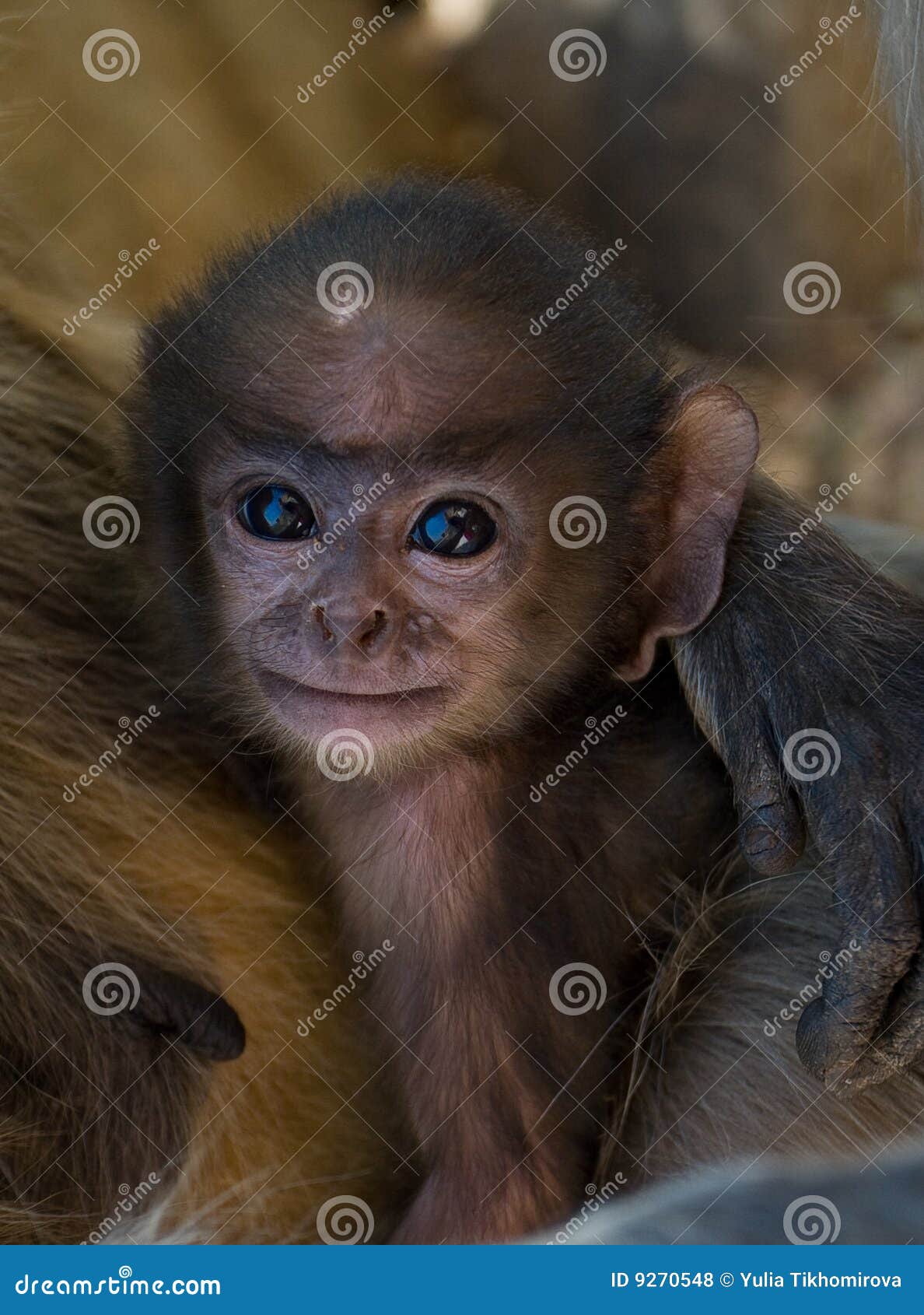 Descargar ¡unbebé Mono Se Ve Tan Tierno, Colgando De Los Árboles! |  Wallpapers.com, image size:1188x1690