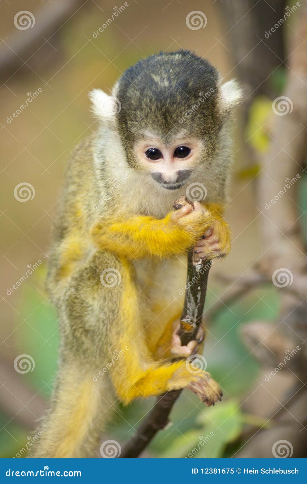 Mono Del Marmoset Del Bebé Que Se Aferra En Una Ramificación
