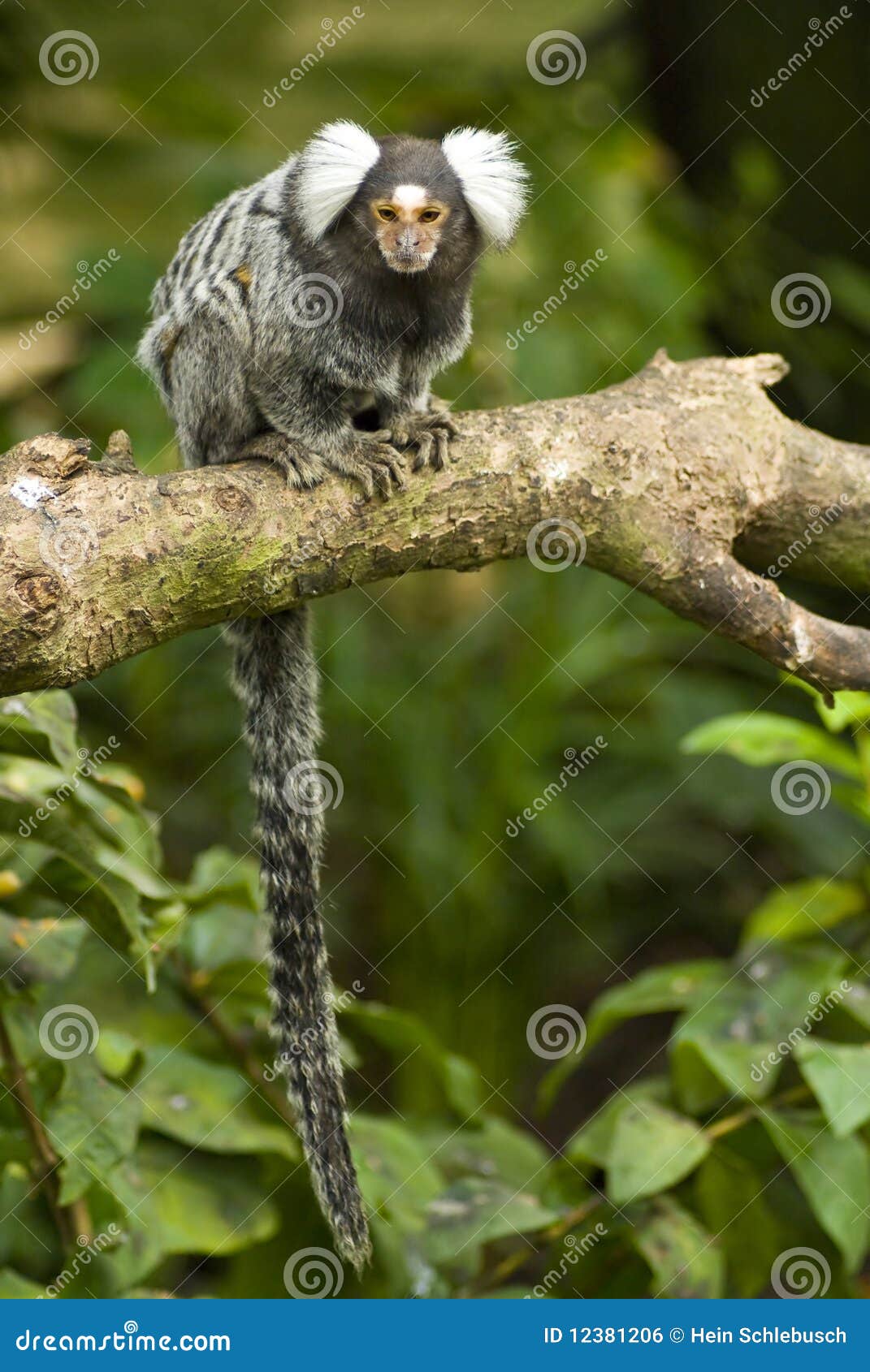 Mono Del Marmoset Del Bebé Que Se Aferra En Una Ramificación