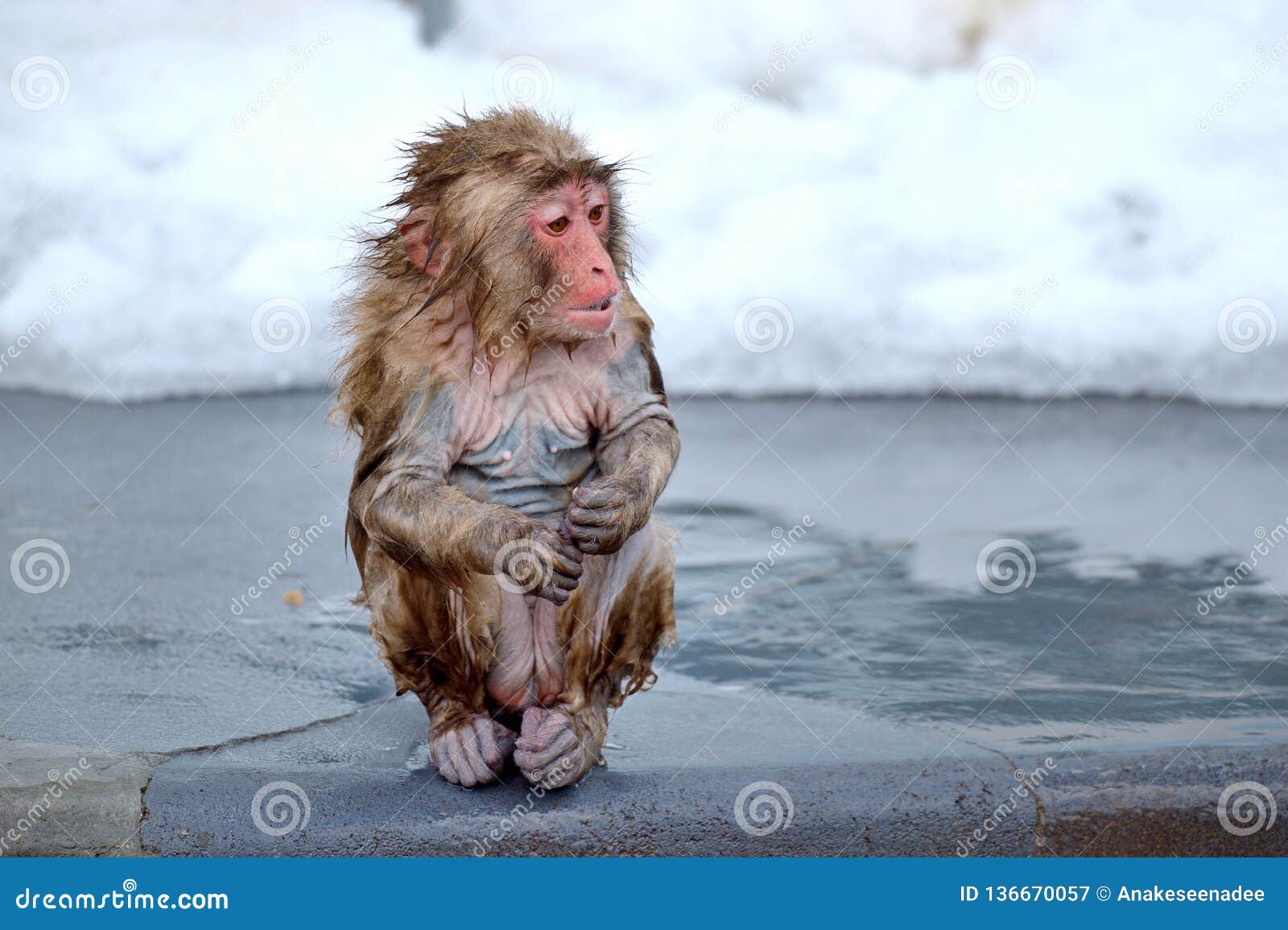 Mono en agua imagen archivo. Imagen de vapor, cara - 136670057